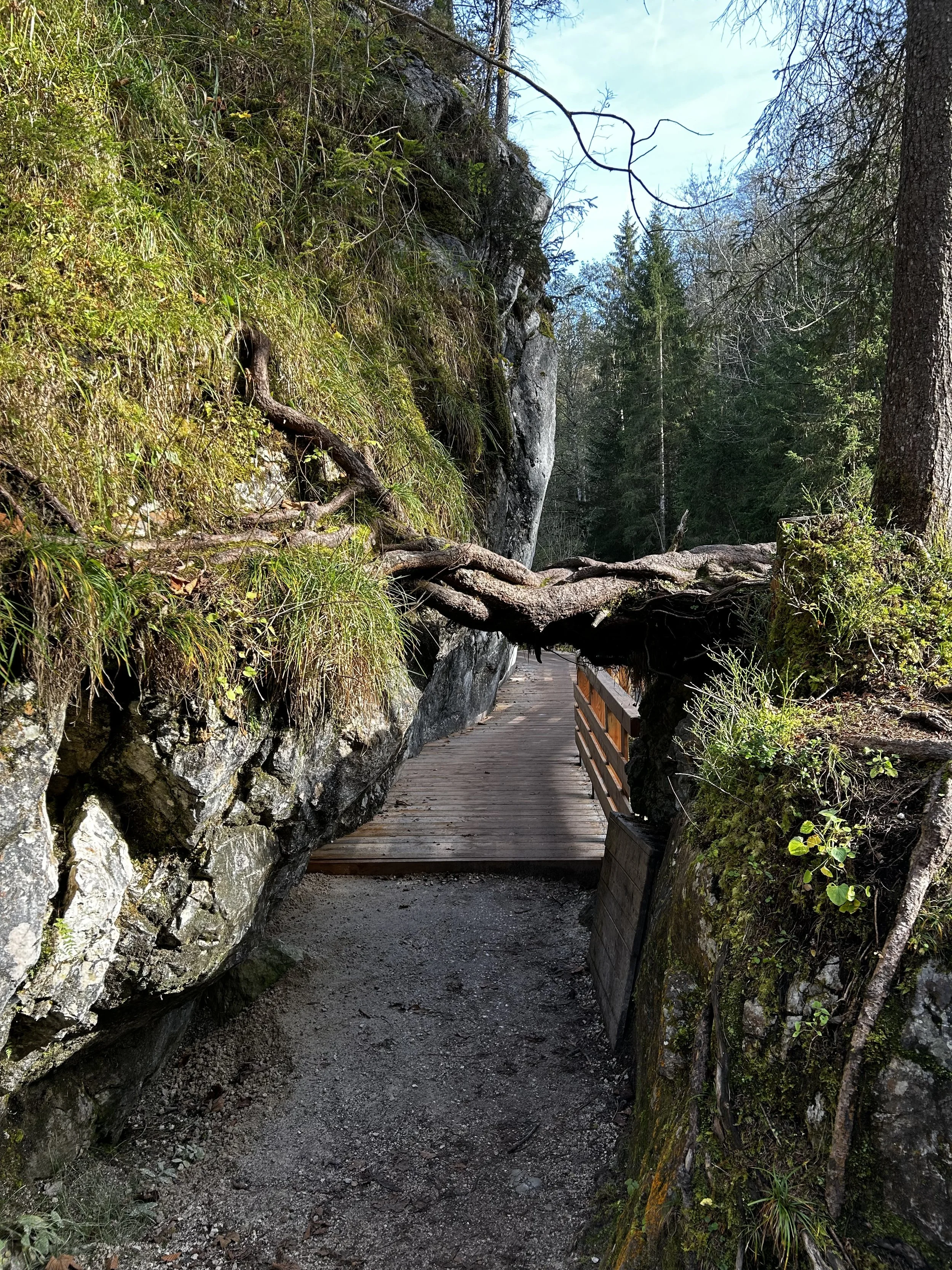 Ein schmaler Wanderweg durch einen Wald mit Felsen, auf dem ein Baum wächst, dessen Zweig die Brücke blockiert.