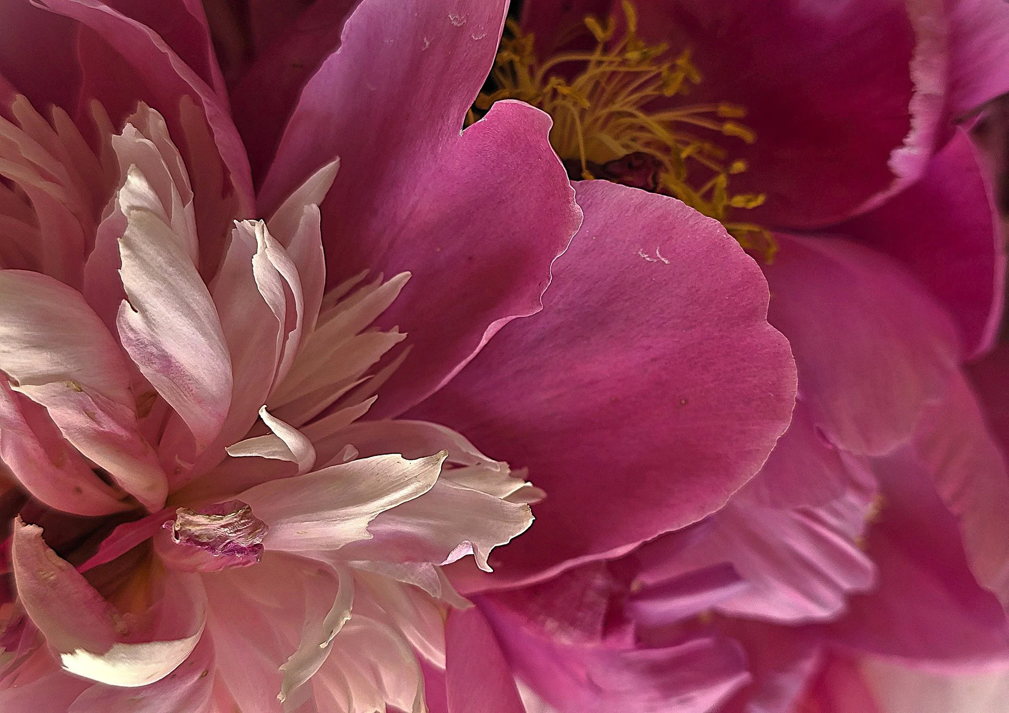 Blumen und Bluetenblätter