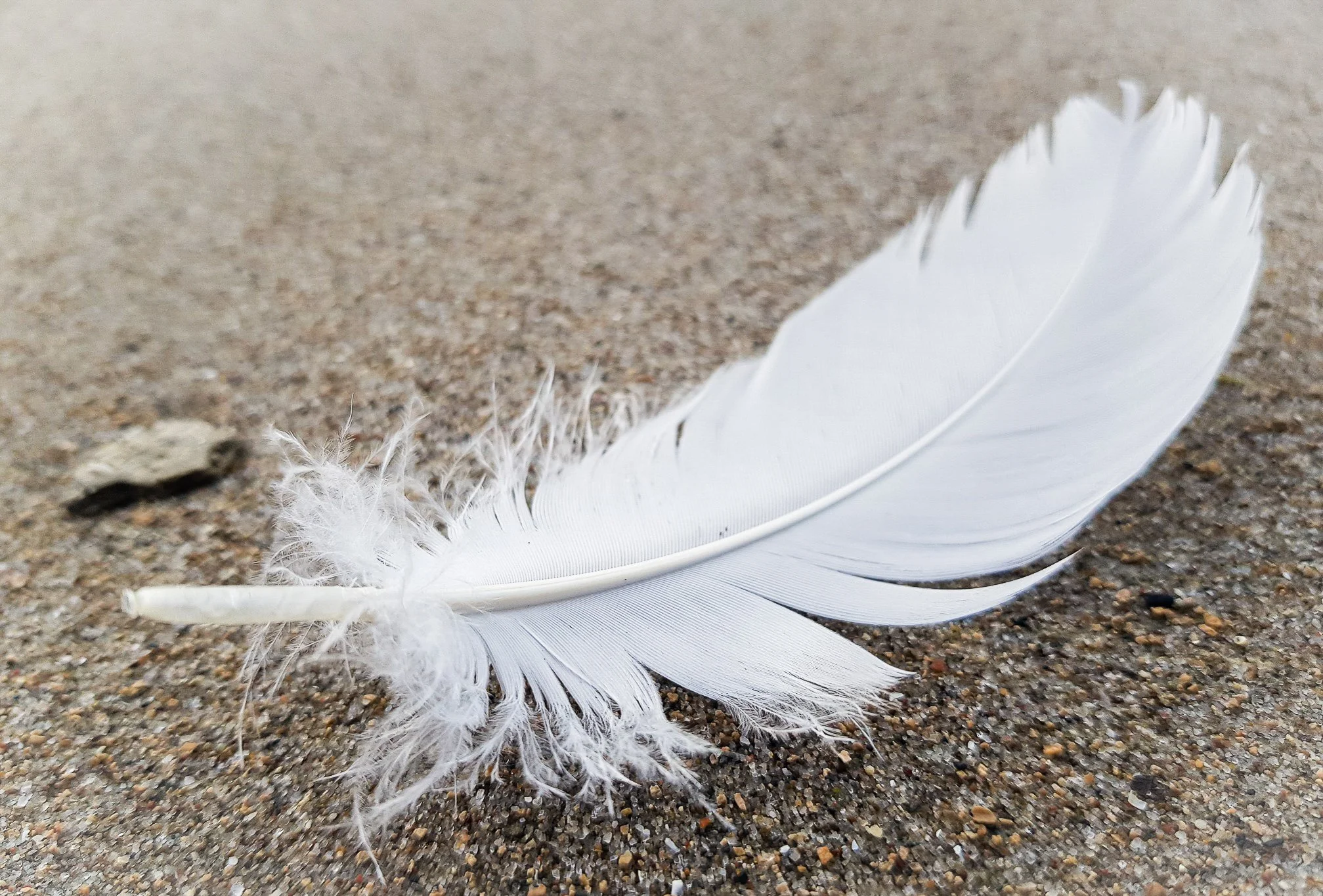 Feder weiss gross auf Sand (1 von 1).jpg