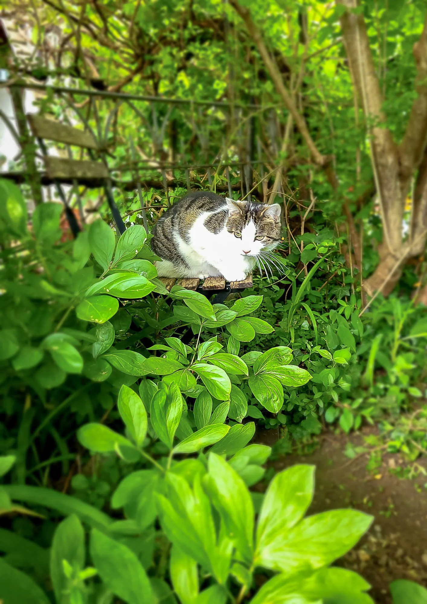 Garten