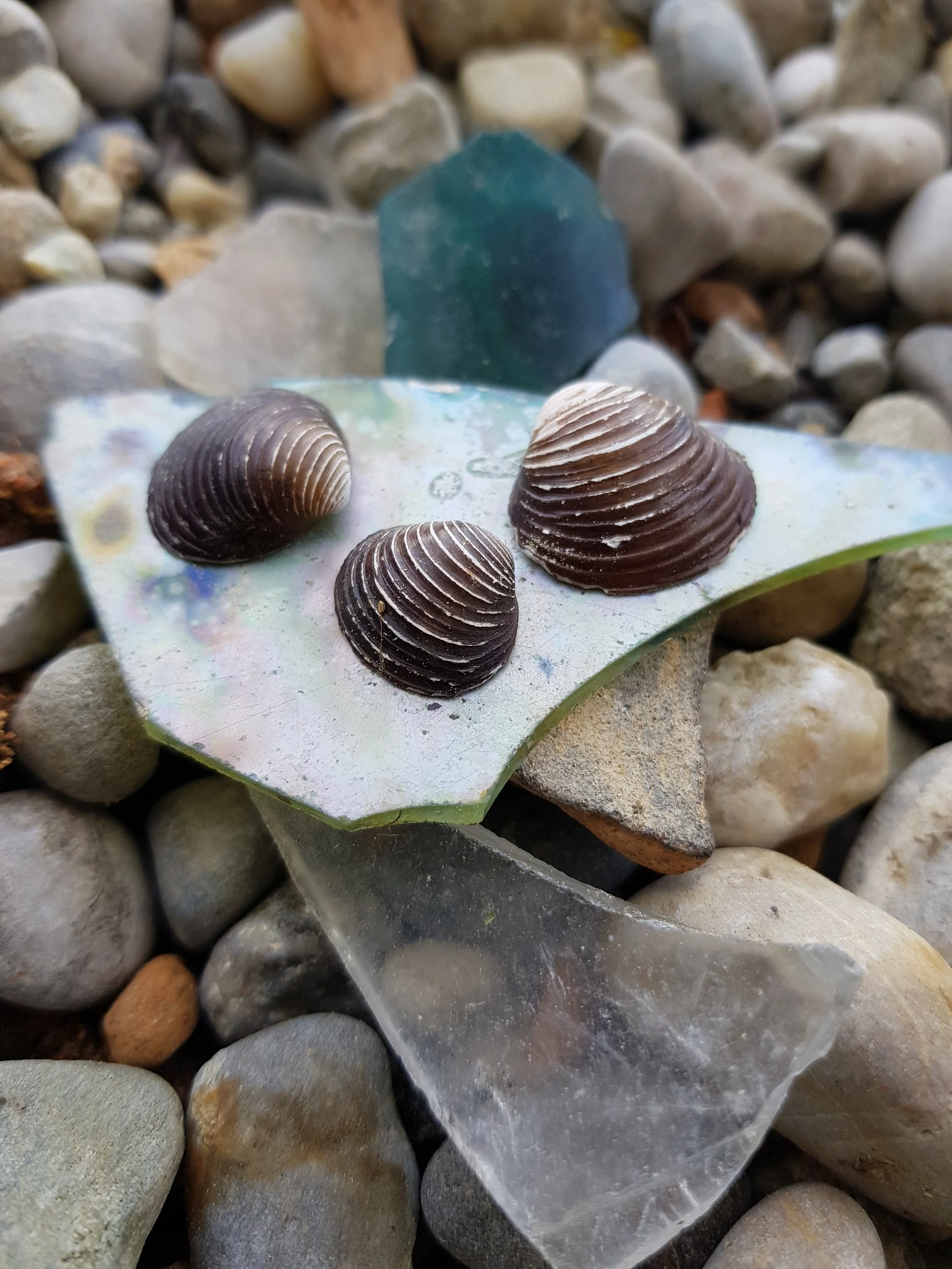 Muscheln a S.jpg