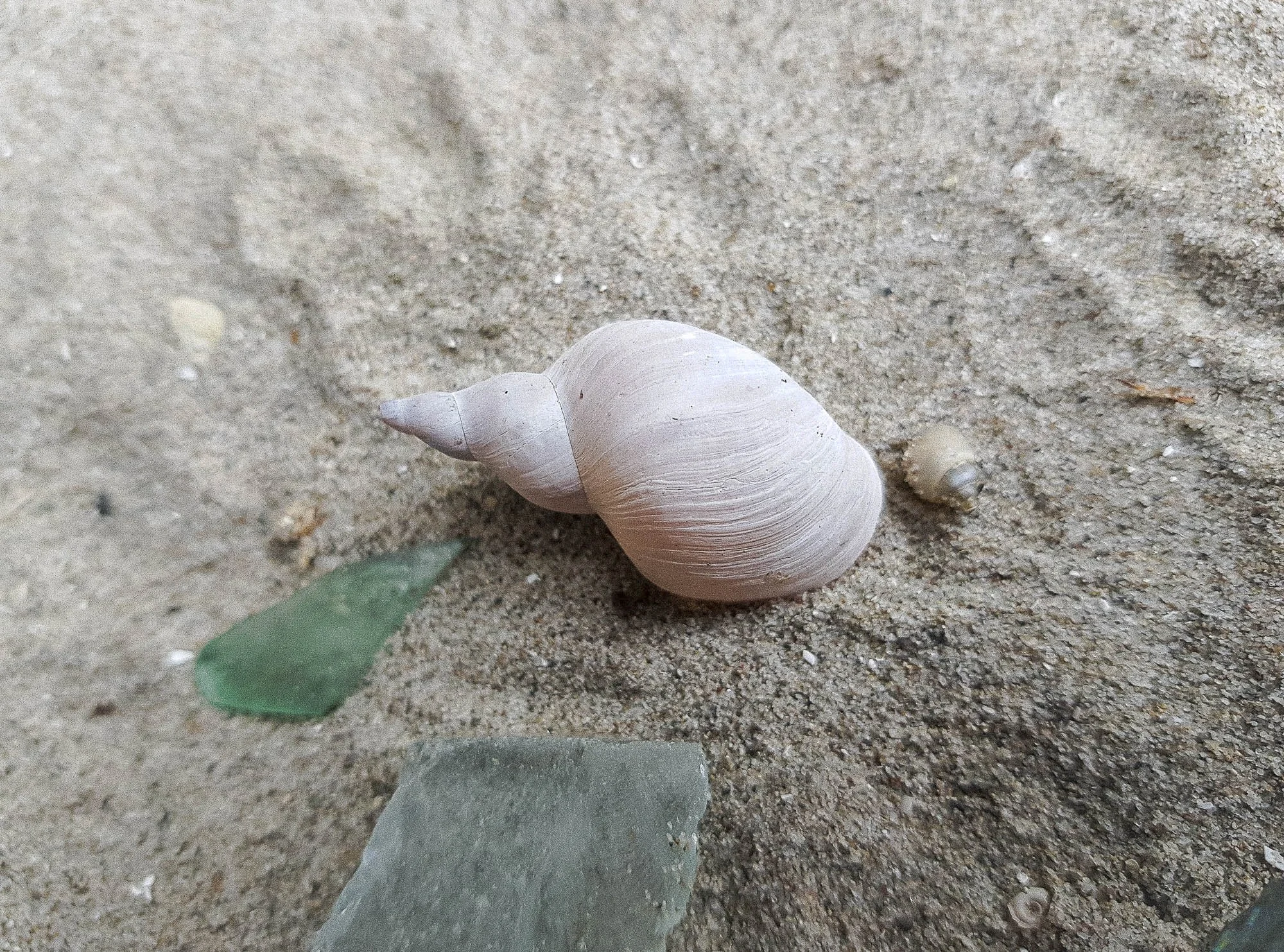 Schnecke