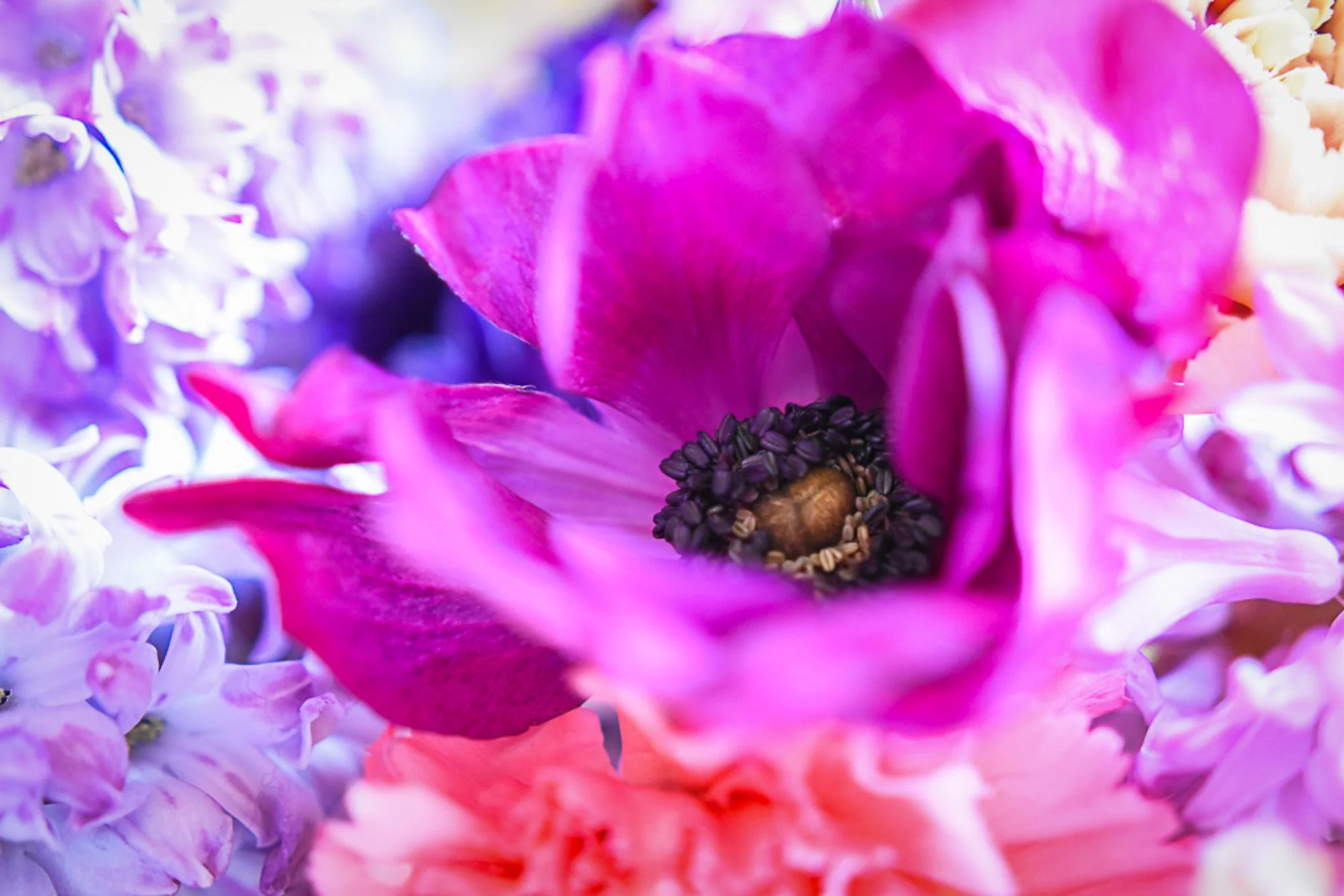 12 Anemone lila.jpg