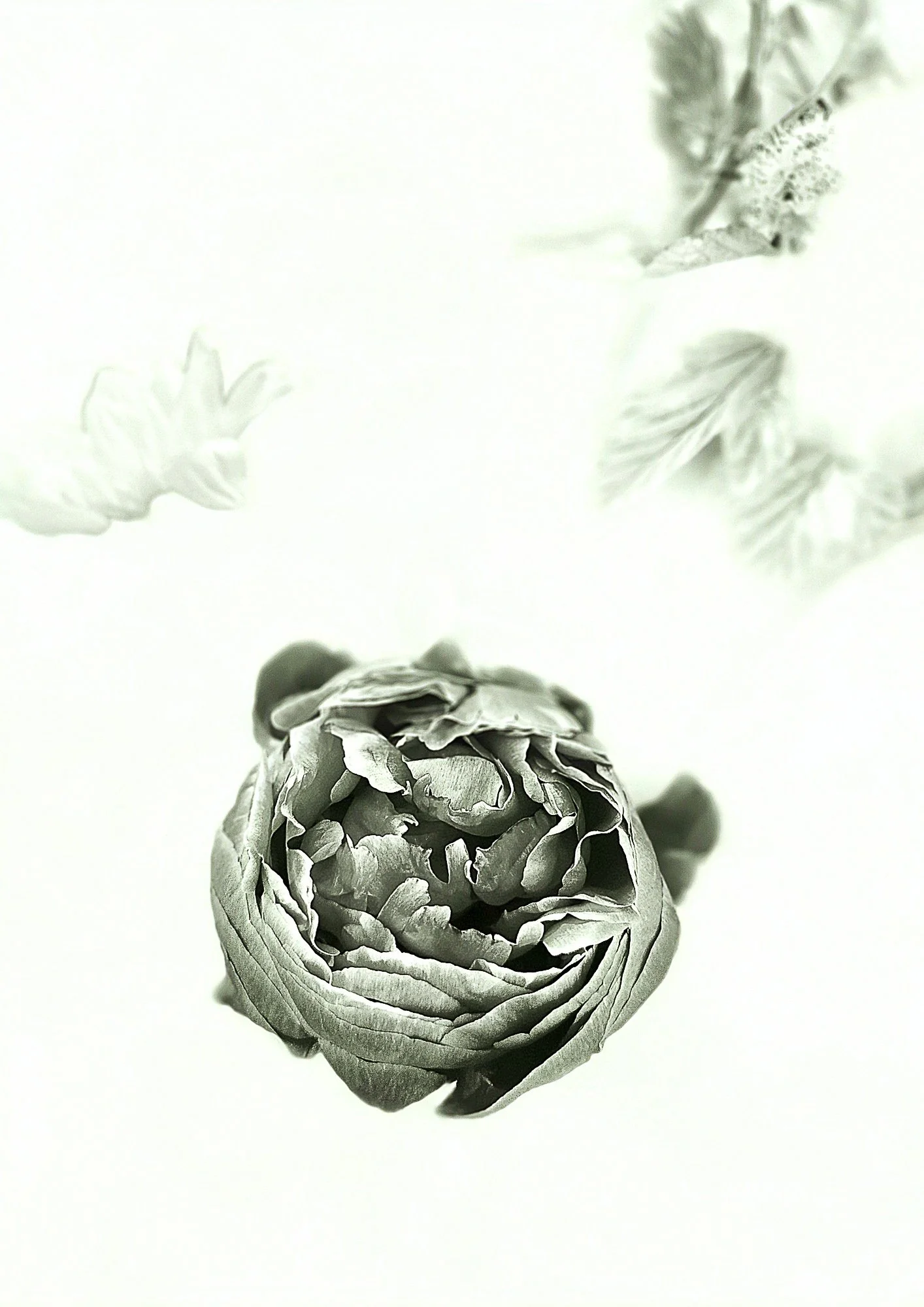 Blumenwolke II