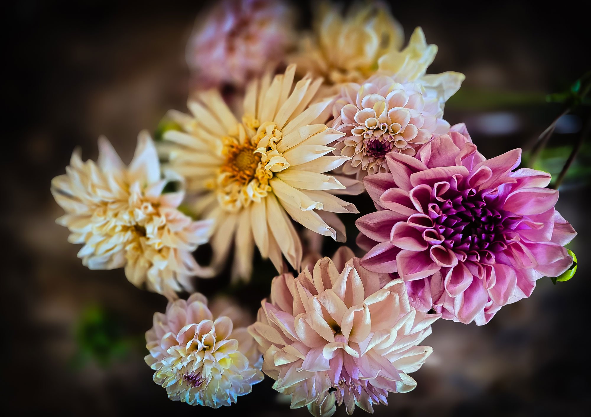Dahlienbouquet