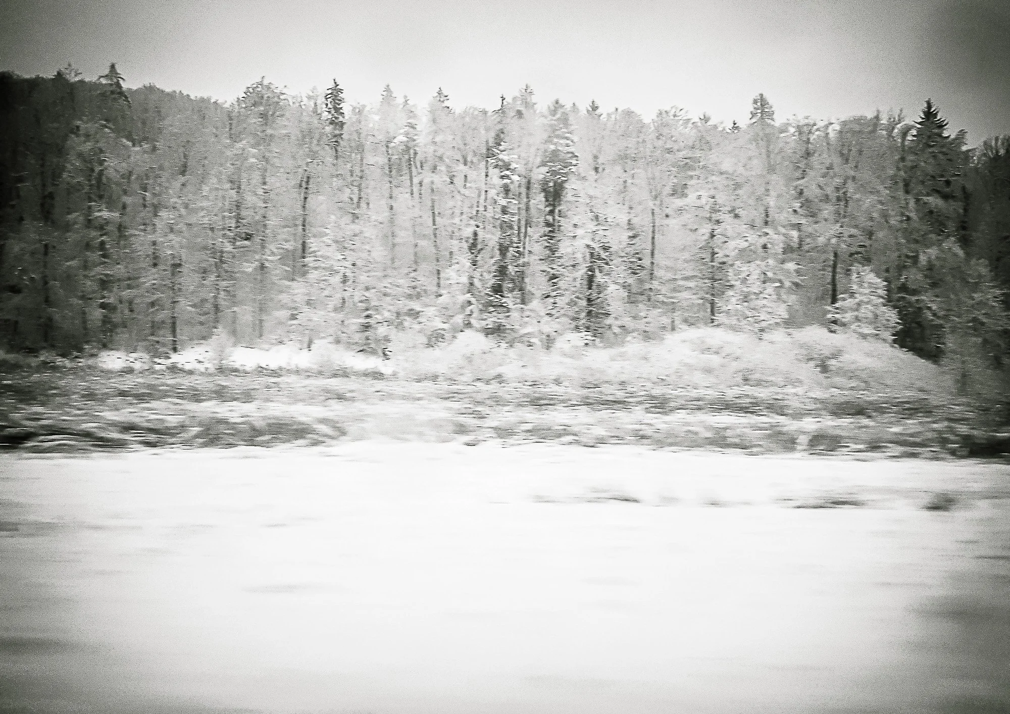 Winterwald