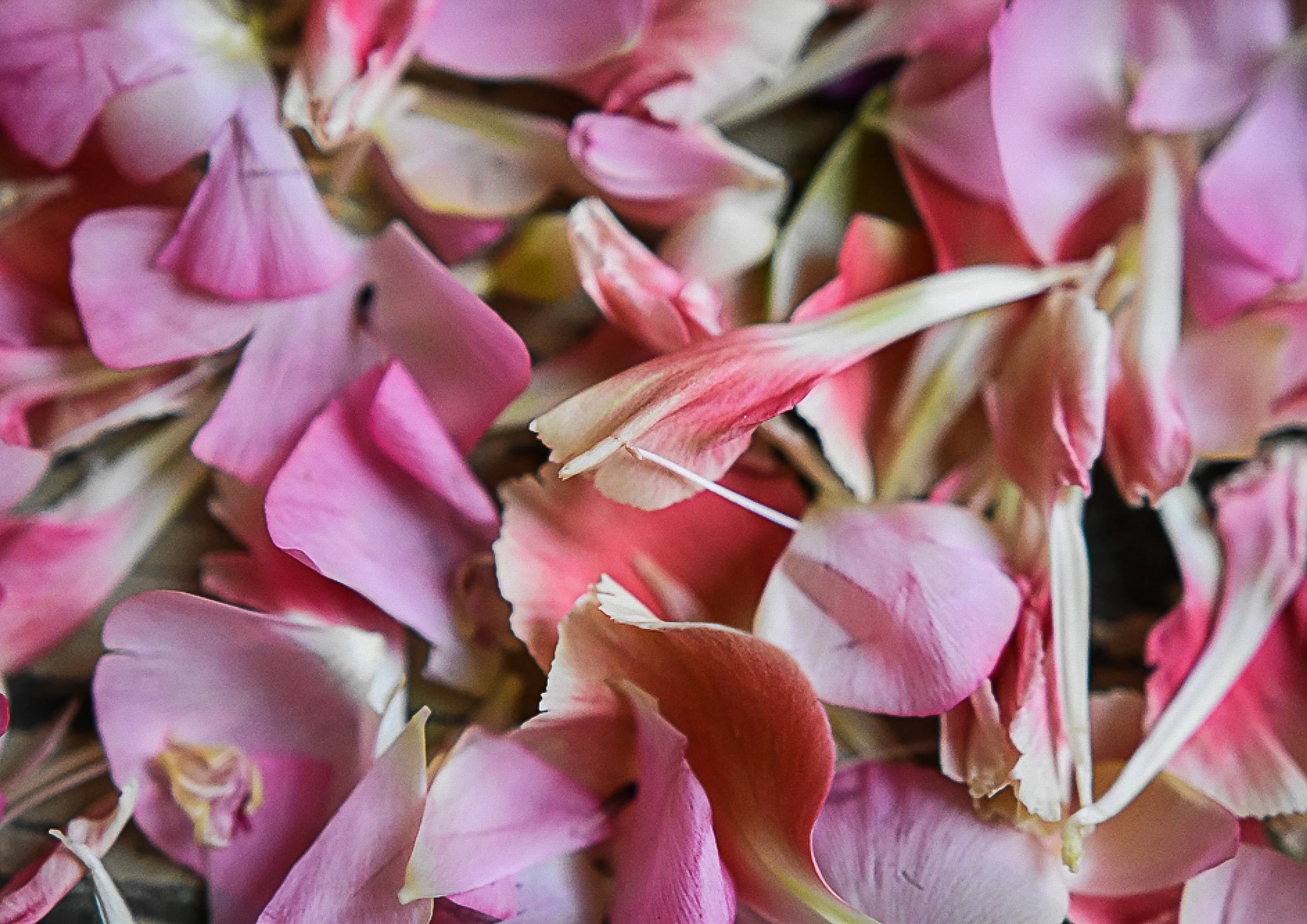 14Nelkenblaetter-rosa2.jpg