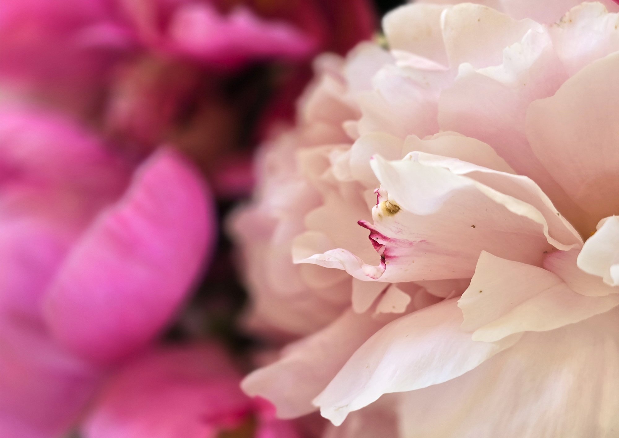 2 Pfingstrose pink 2.jpg