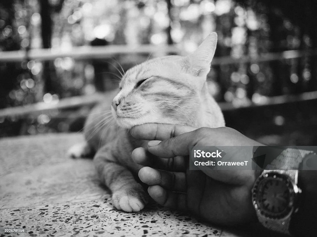 istockphoto-2226701154-1024x1024 (1).jpg