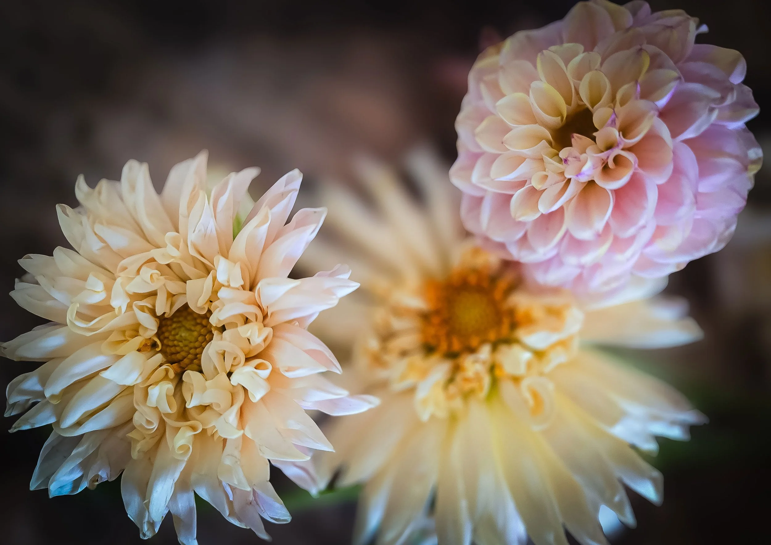 helene-reif_blumen10.jpg
