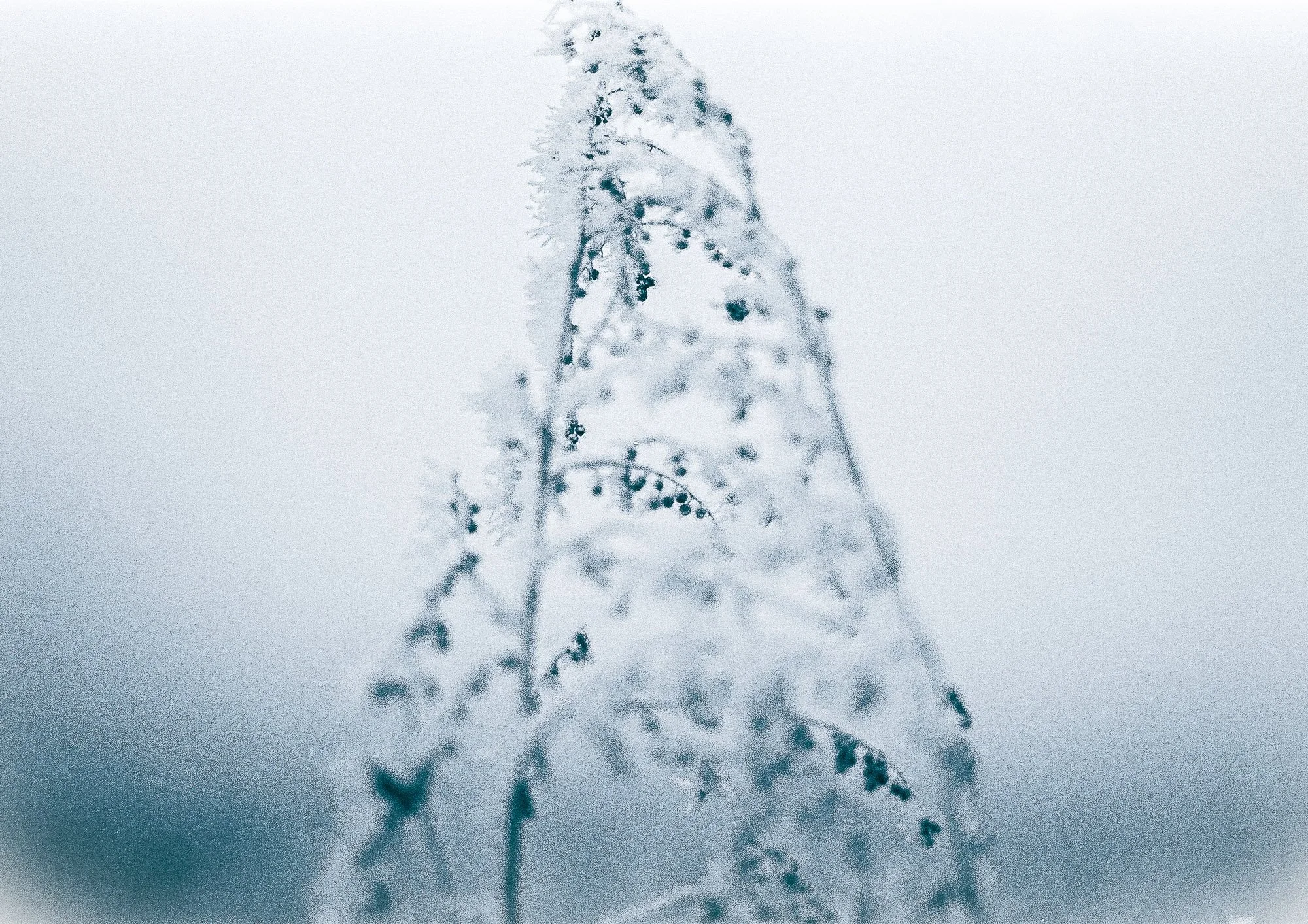 Eisfrost ll (1 von 1).jpg