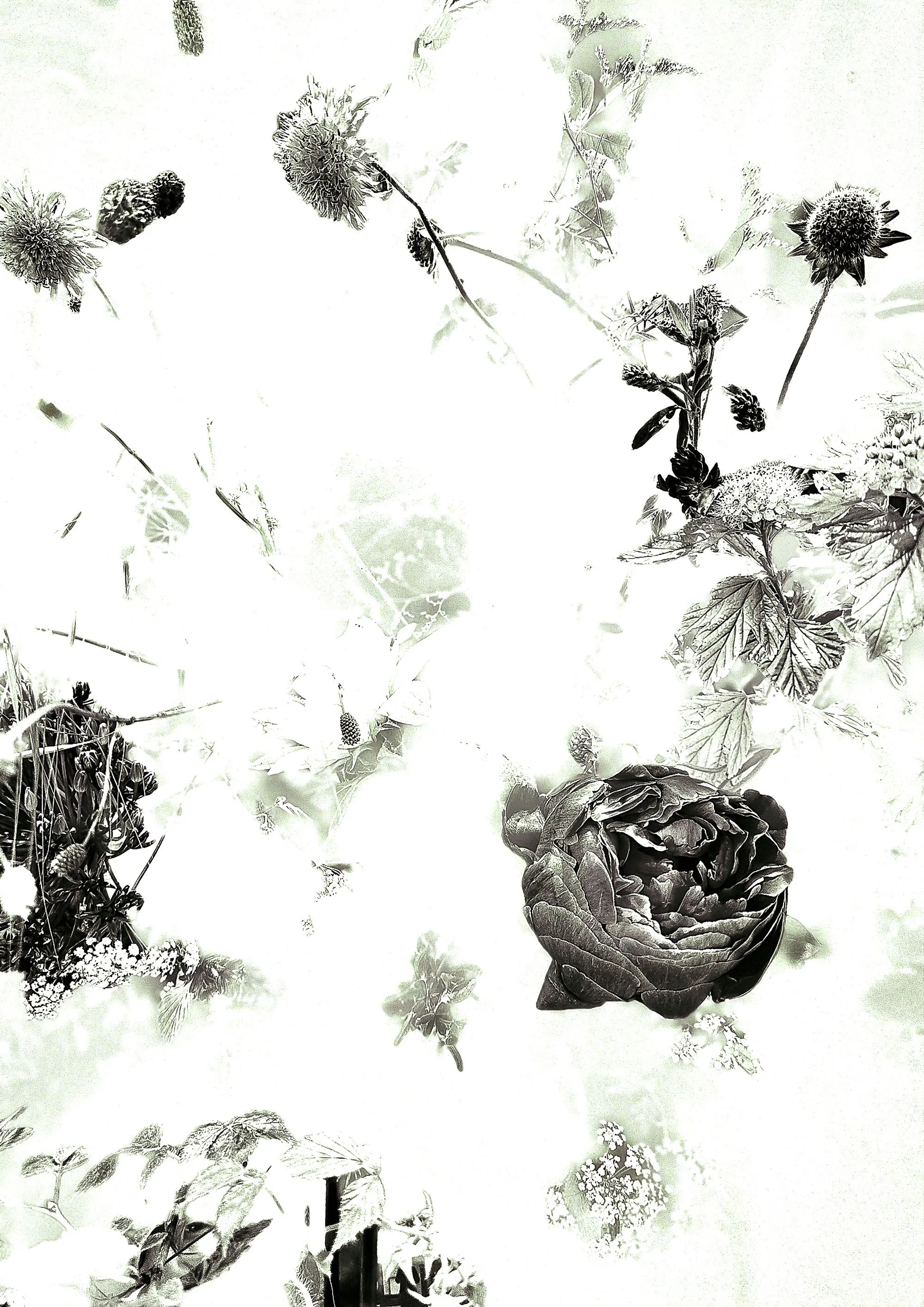 Blumenwolke I