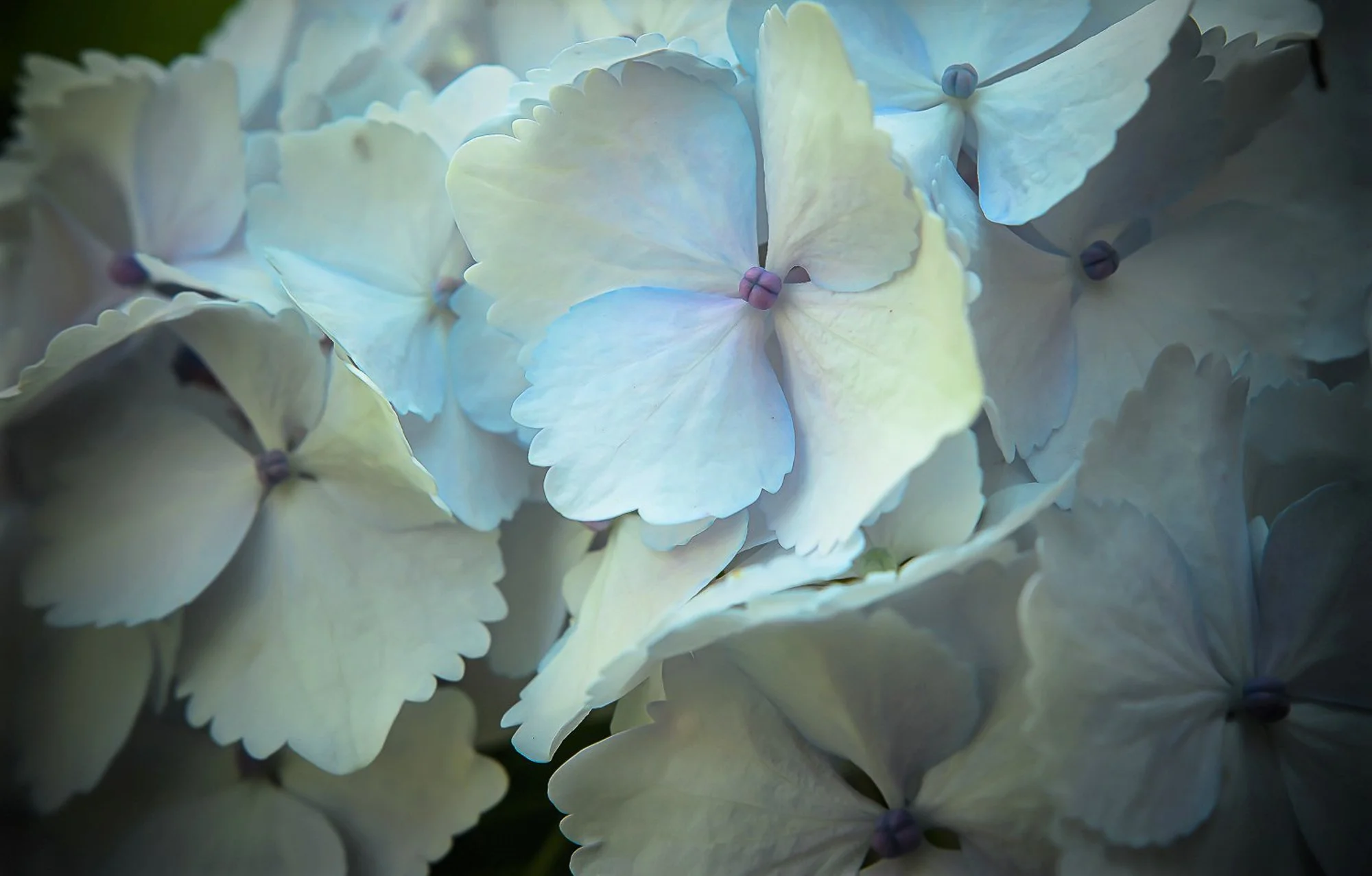 Hortensie