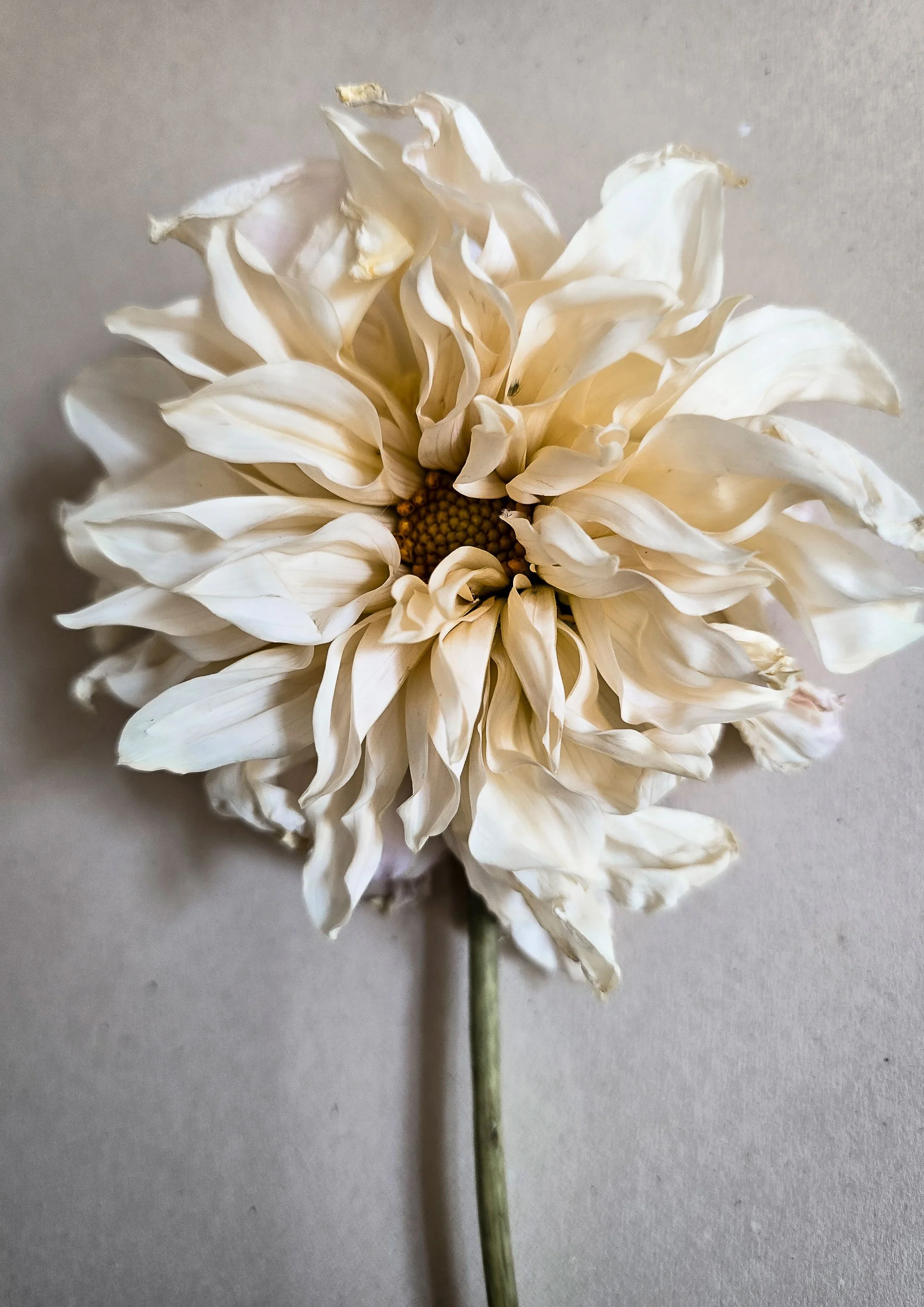 helene-reif_blumen9.jpg