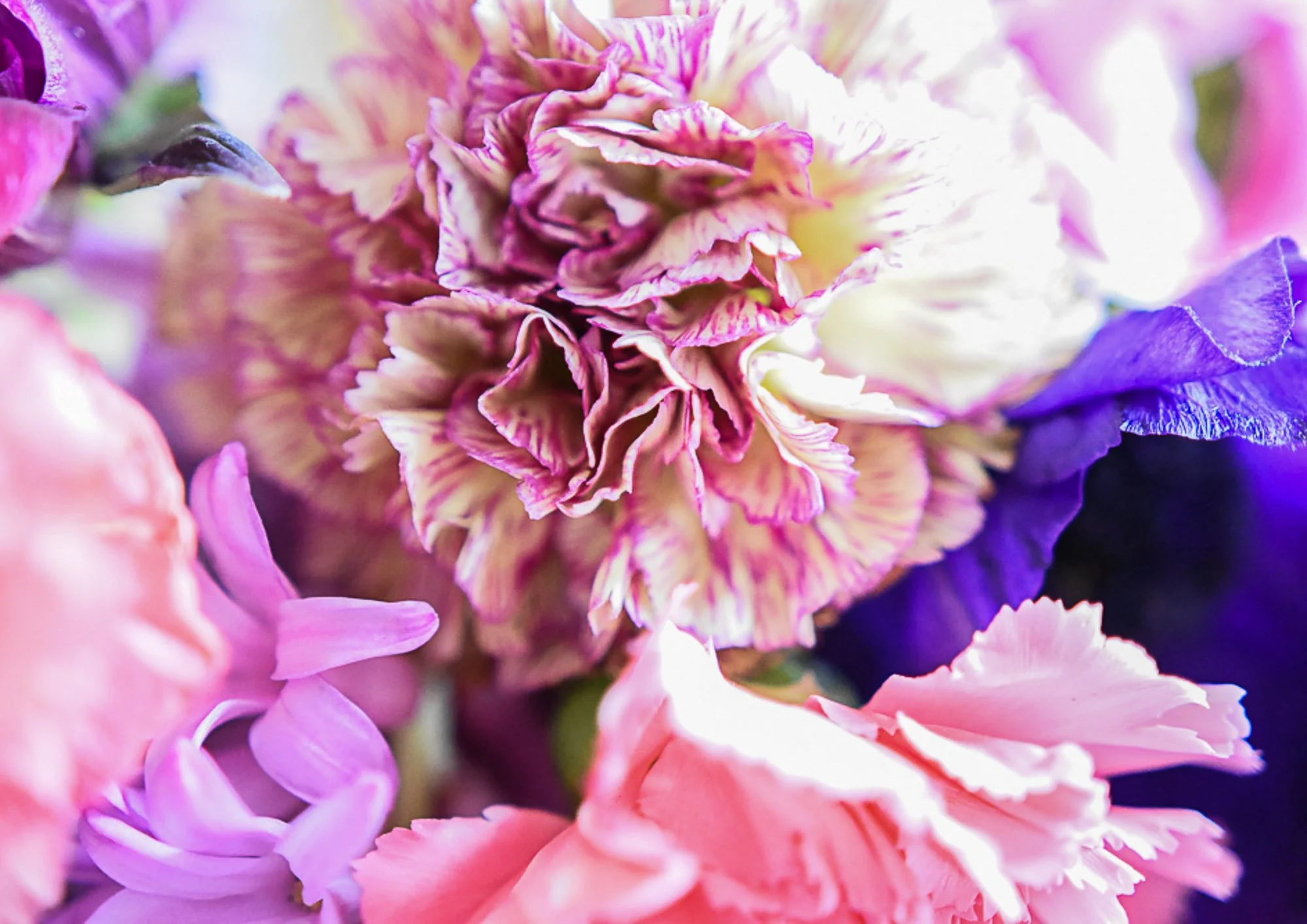 11  Nelkenbouquet lila.jpg