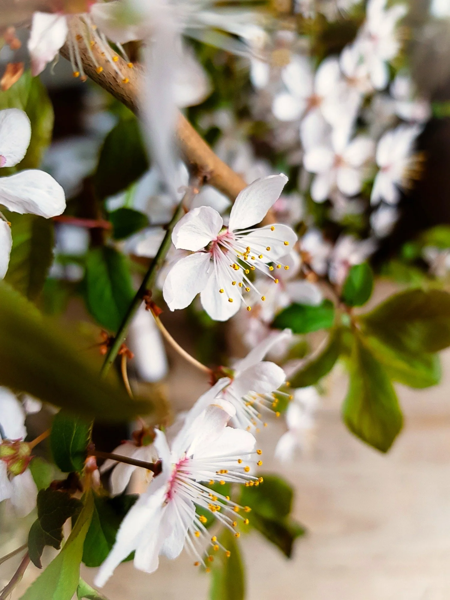 Apfelblüte