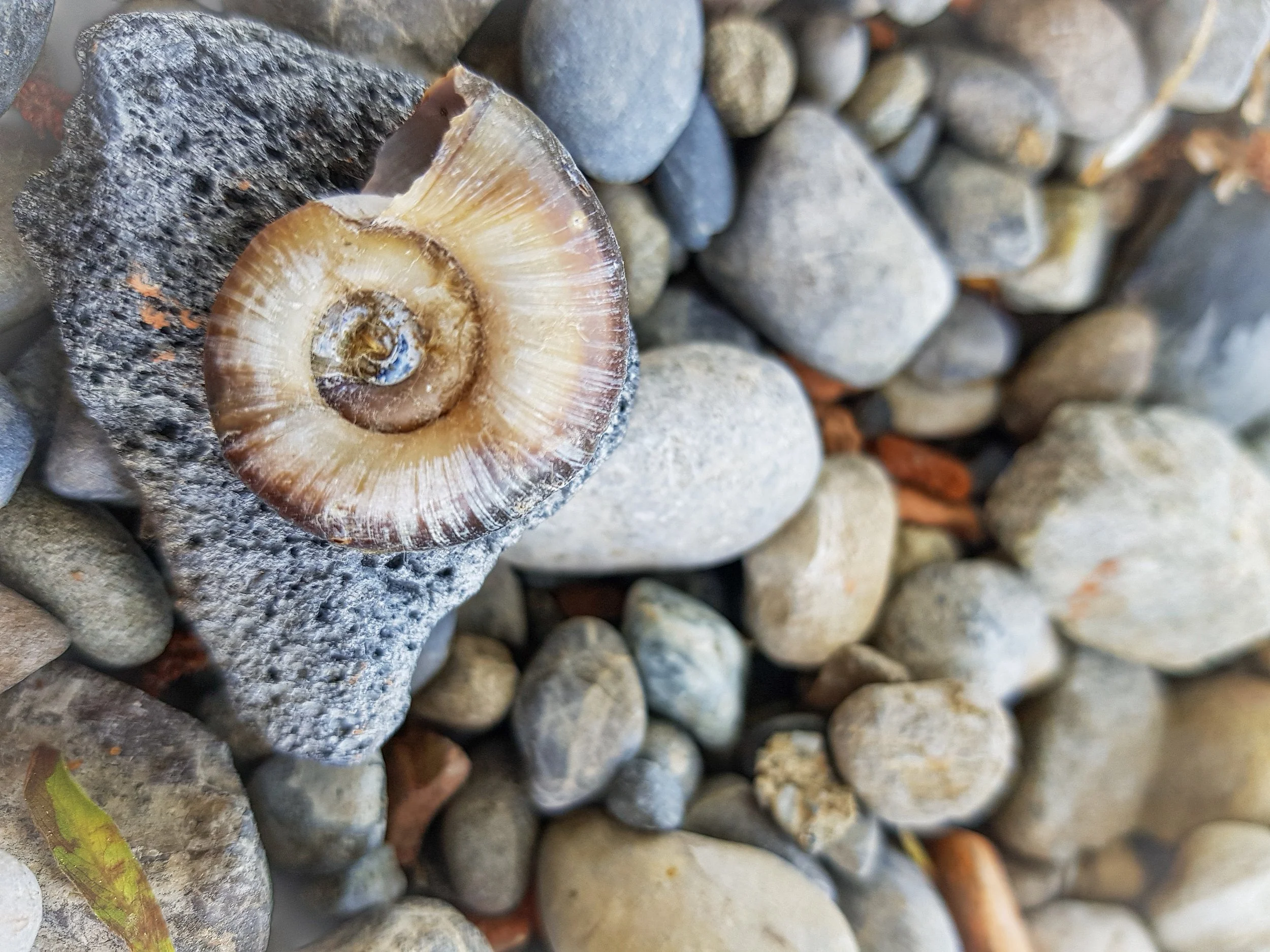 Schnecke auf Stein (1 von 1).jpg