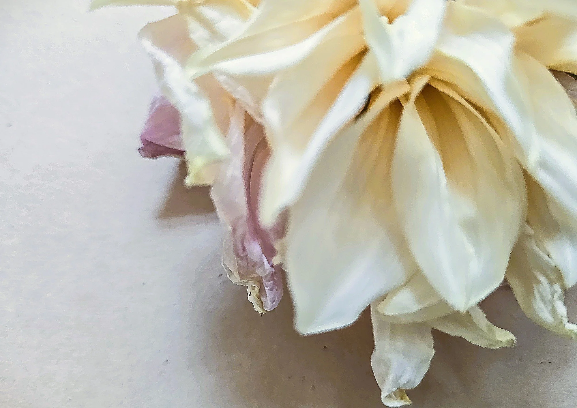 Dahlie Teilblüte def(1 von 1).jpg