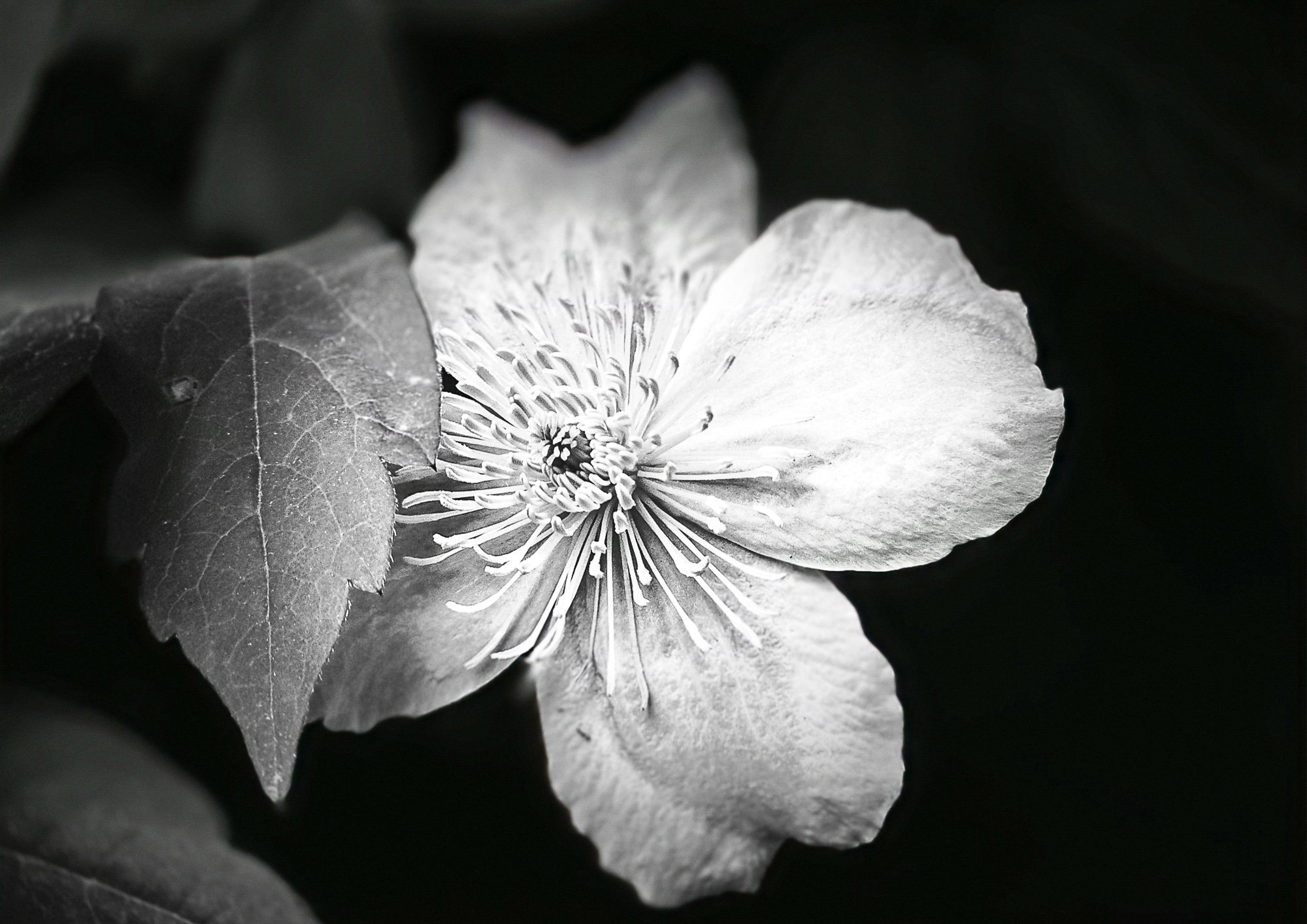 Anemone (1 von 1).jpg