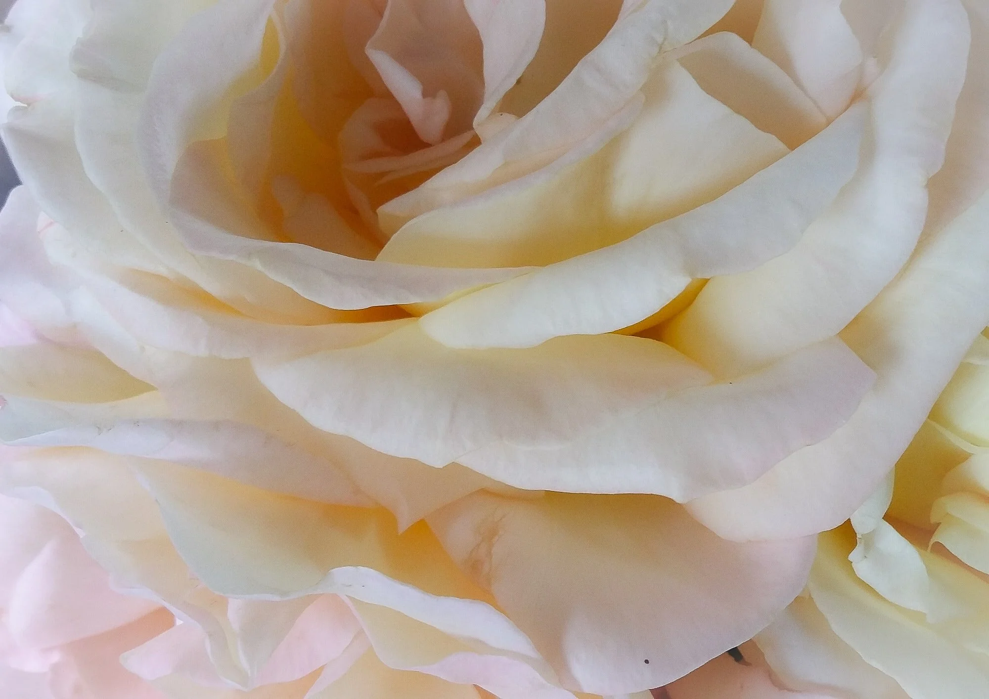 6 Rose rosa.jpg