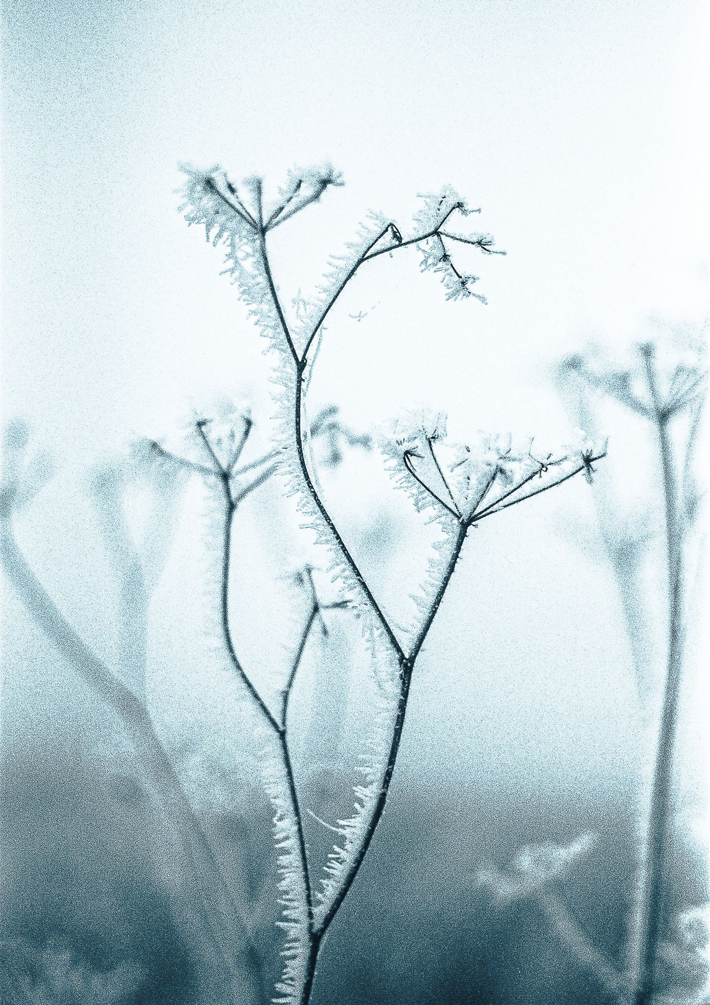 Eisfrost-def-1_web.JPG