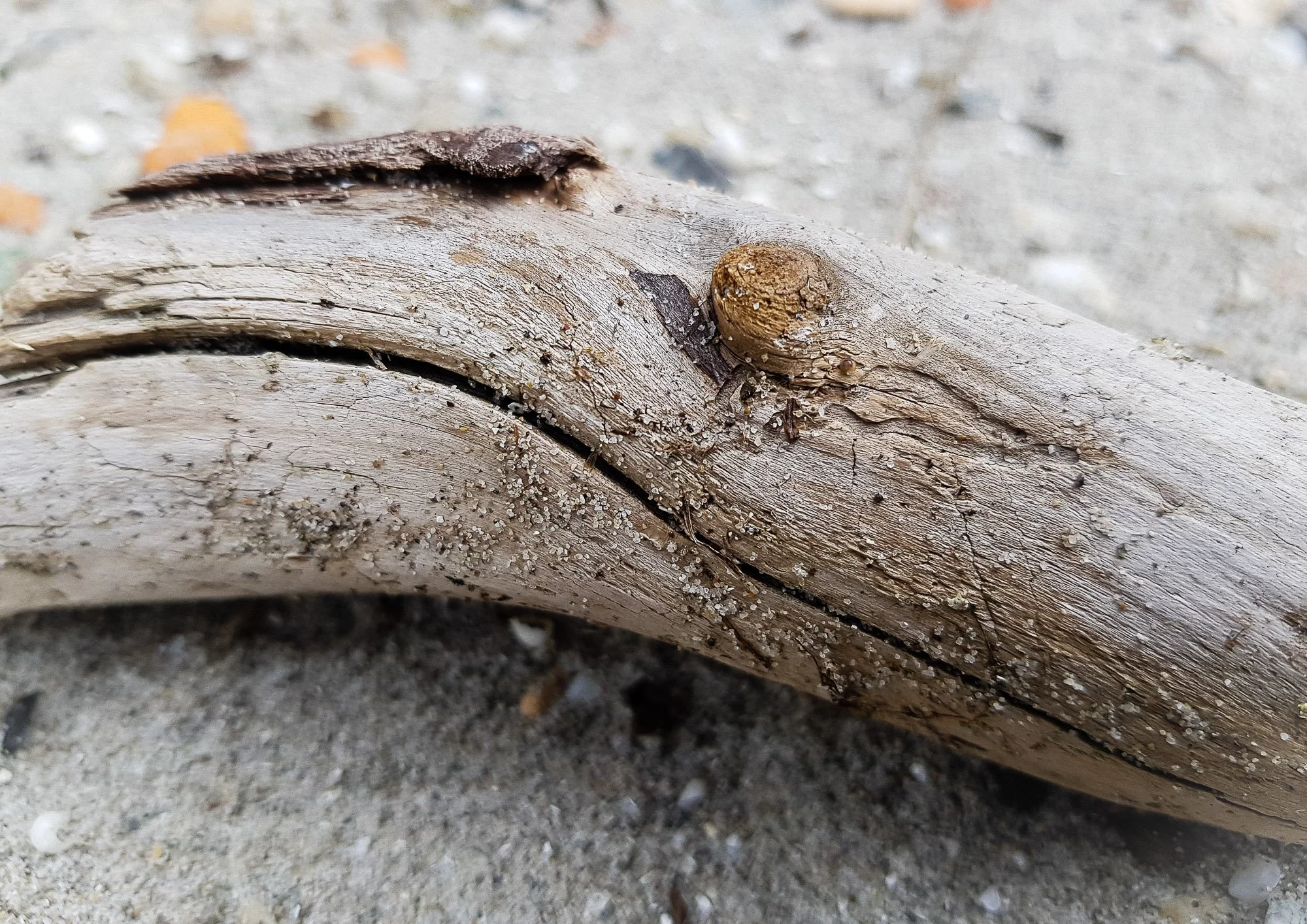 Strandgut III