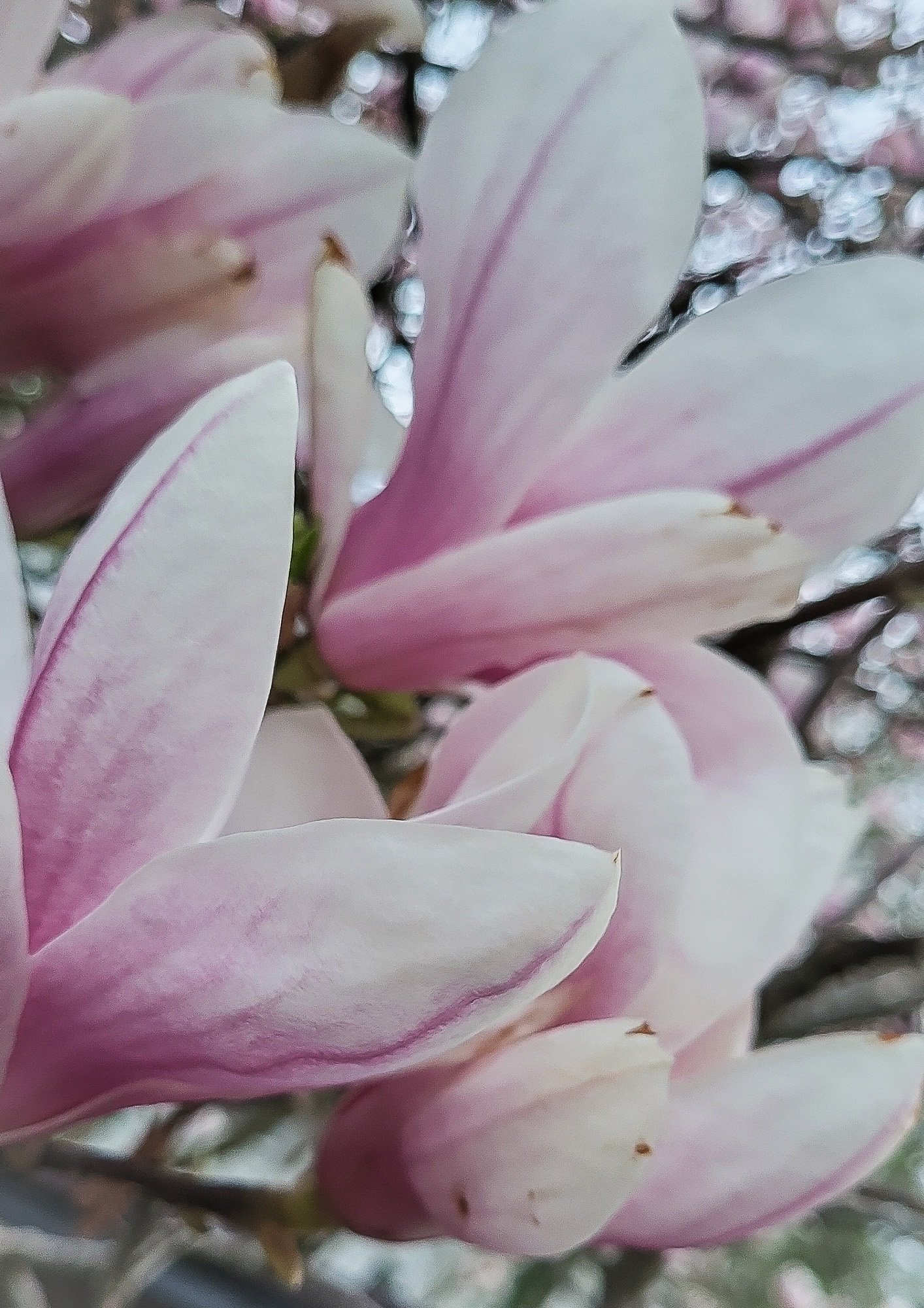 Magnolie