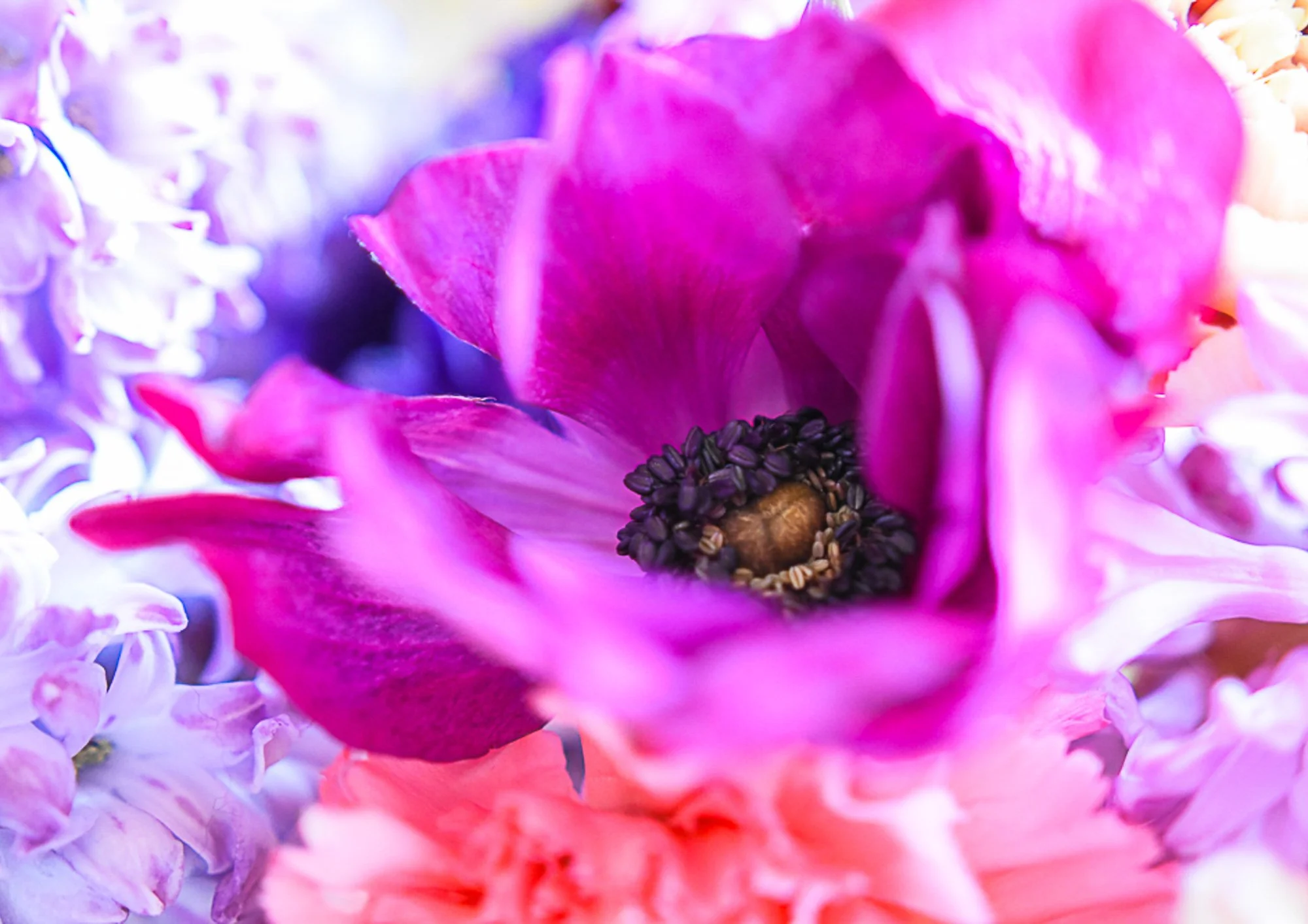 Anemone