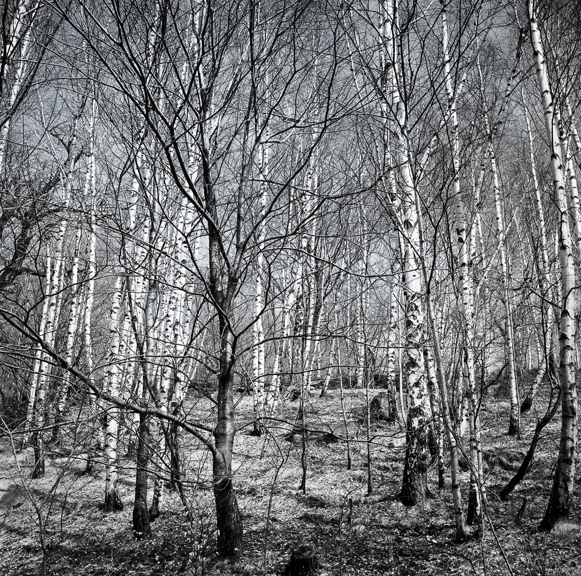 Birkenwald Rasa Monti ll GM(1 von 1).jpg