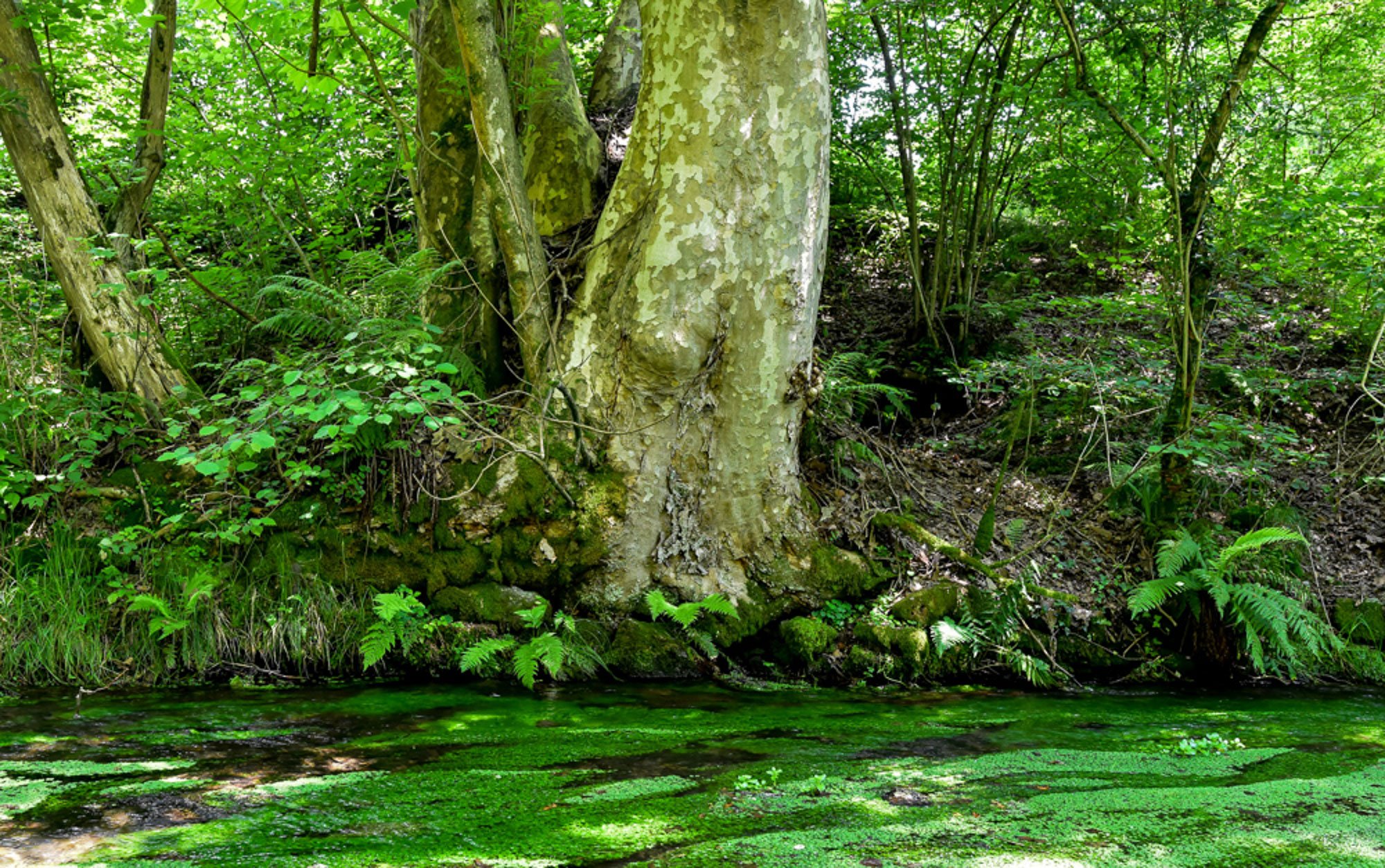 Baum Sessa  (2).jpg