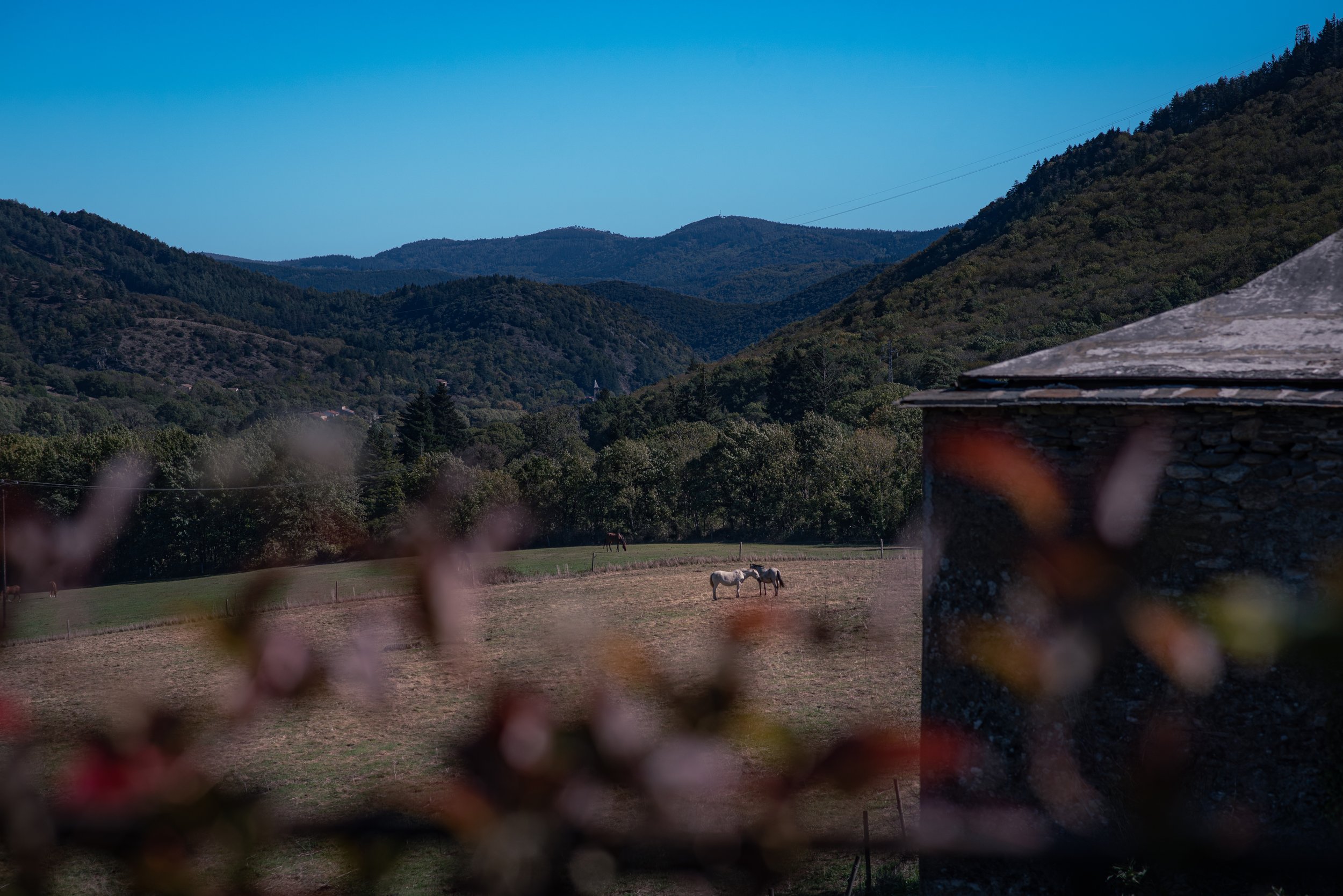 Landscape view of mountains with a green valley, a stone building on the right, and horses grazing in the distance, with pink flowers in the foreground.