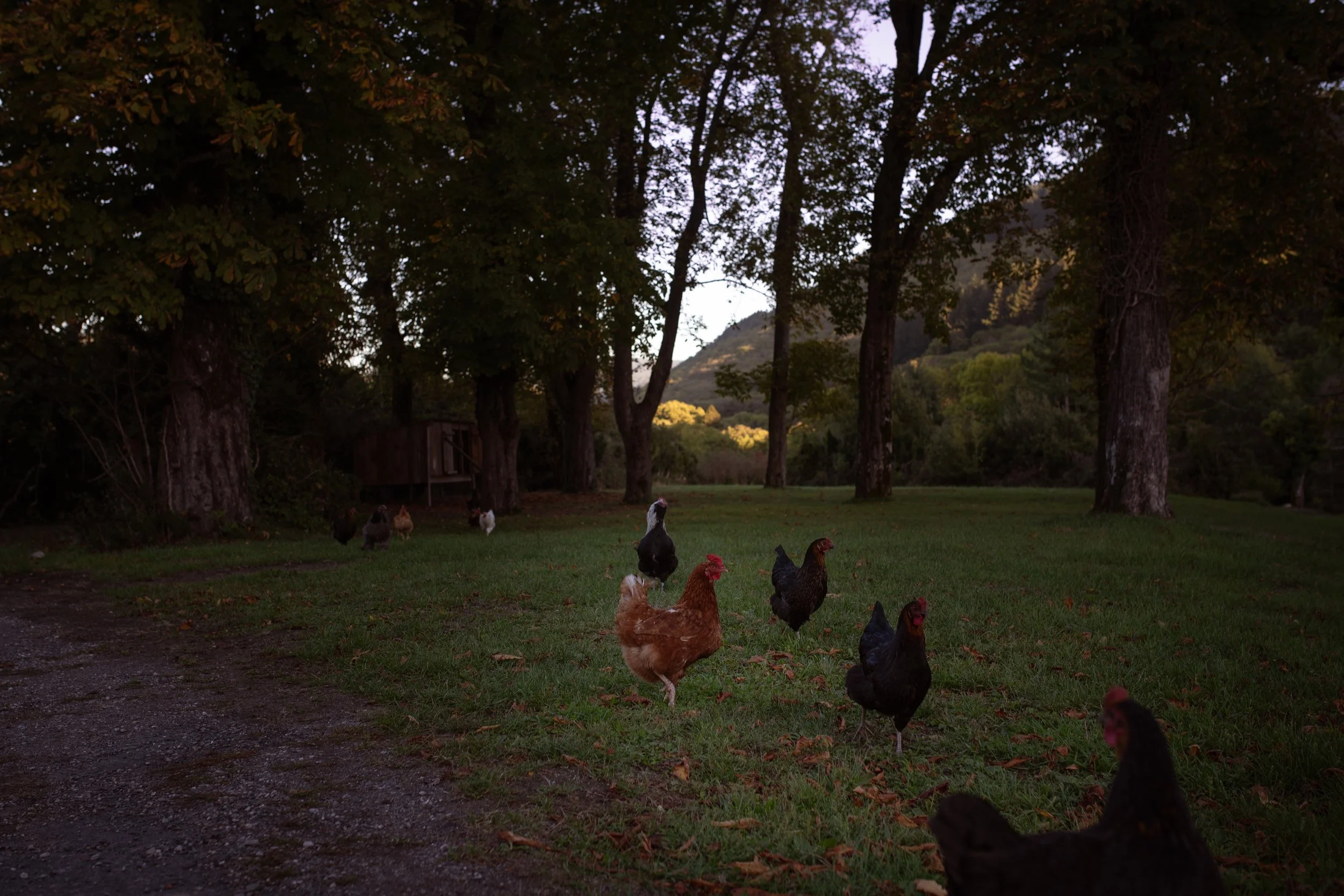 Farmyard scene at dusk with chickens and roosters on green grass near trees in a rural landscape.