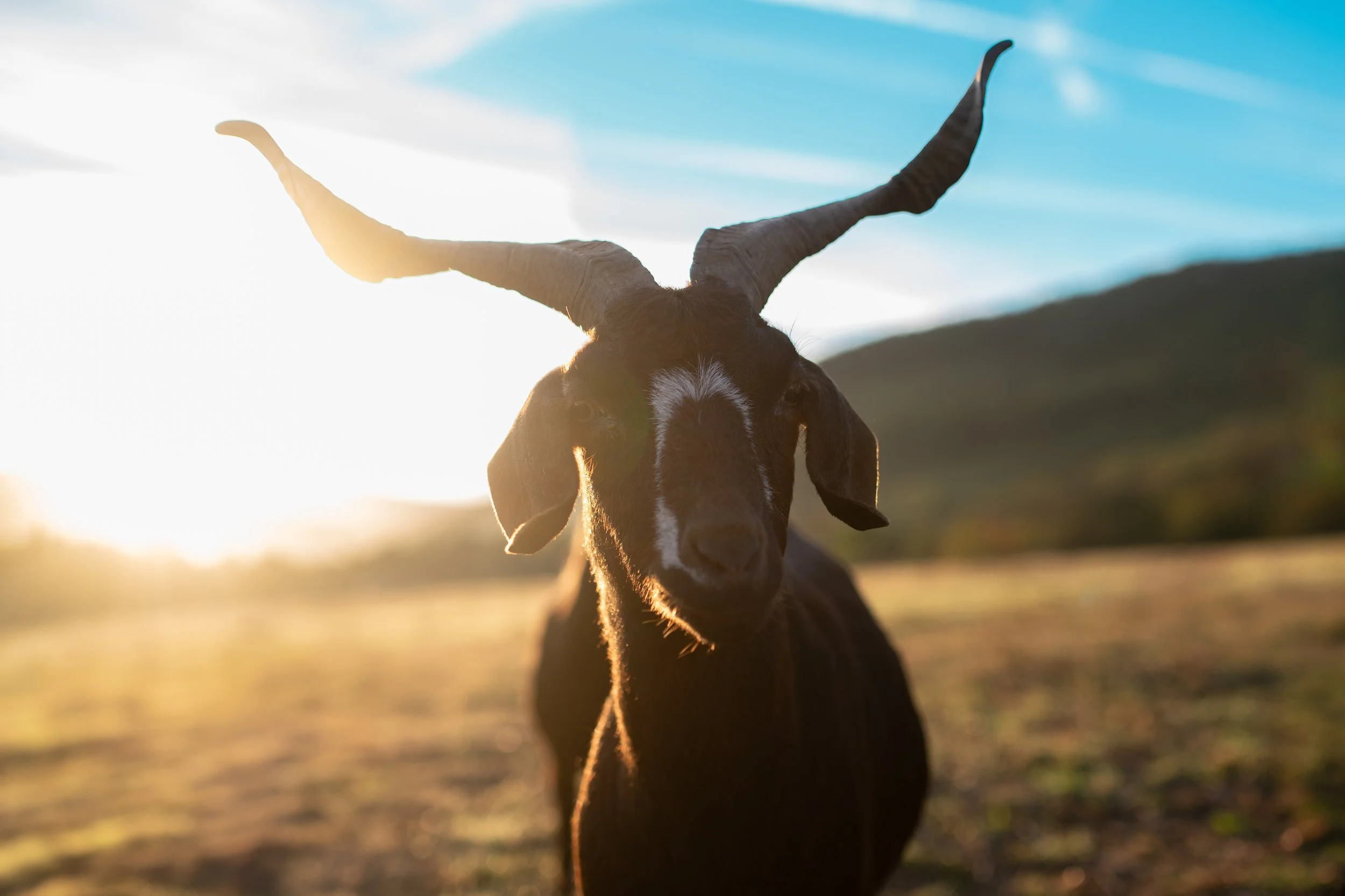 A black goat with large, curved horns standing outdoors during sunset or sunrise, with a blurred landscape and mountains in the background.