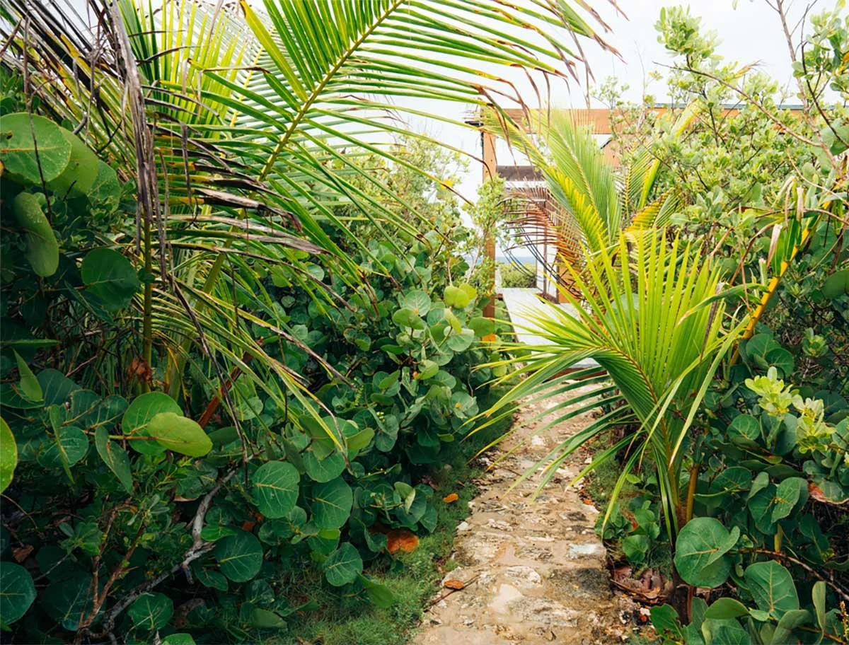 A narrow stone pathway surrounded by lush green tropical plants and palm trees, leading to an open outdoor space with a building in the background.