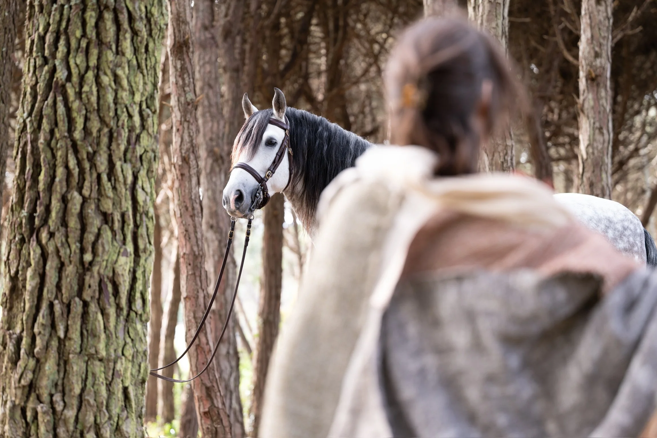 AMA_6649-DxO_DeepPRIME 3.JPG