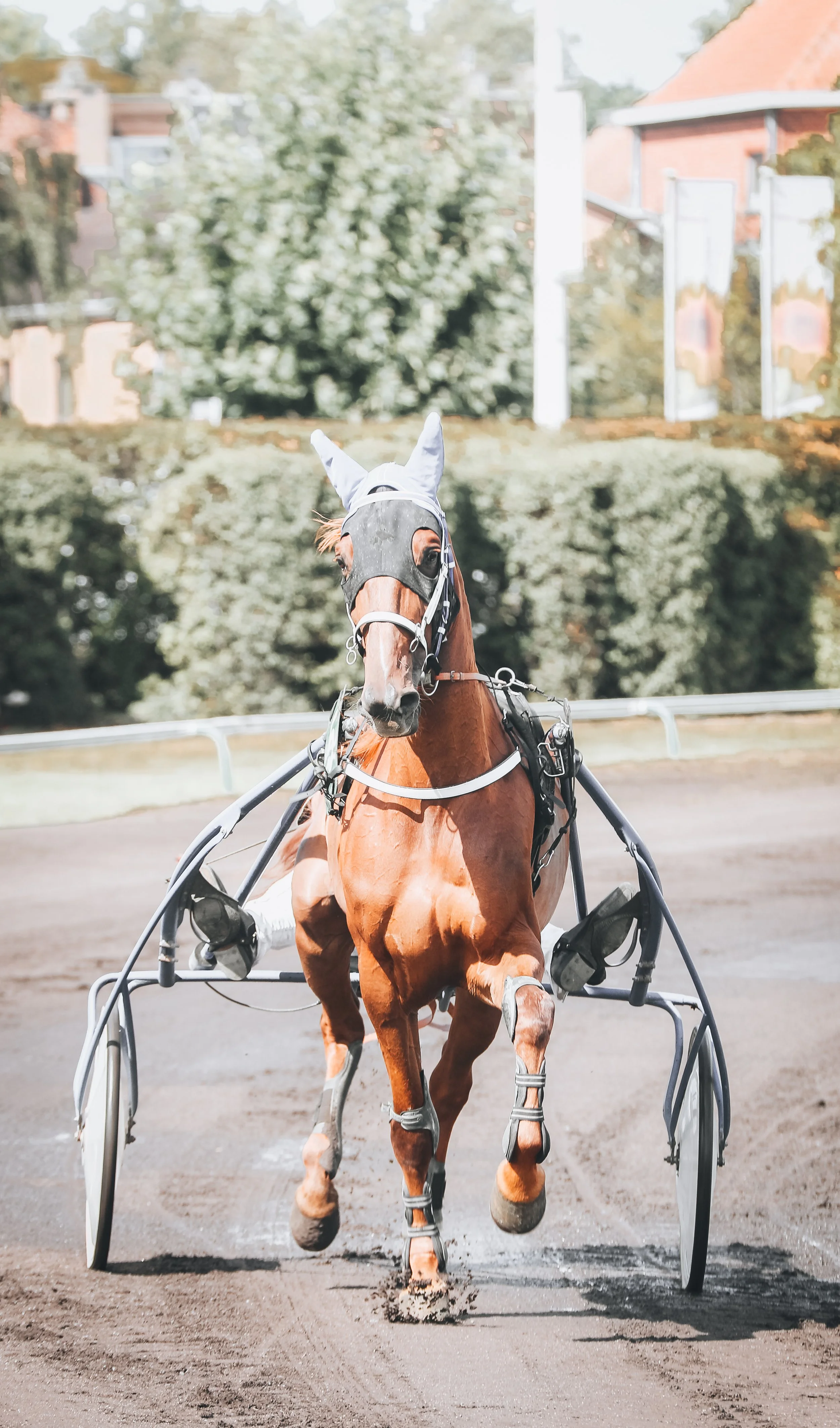 Een bruine paard met een zwart masker dat een witte hoed draagt, rijdt op een zandpad.