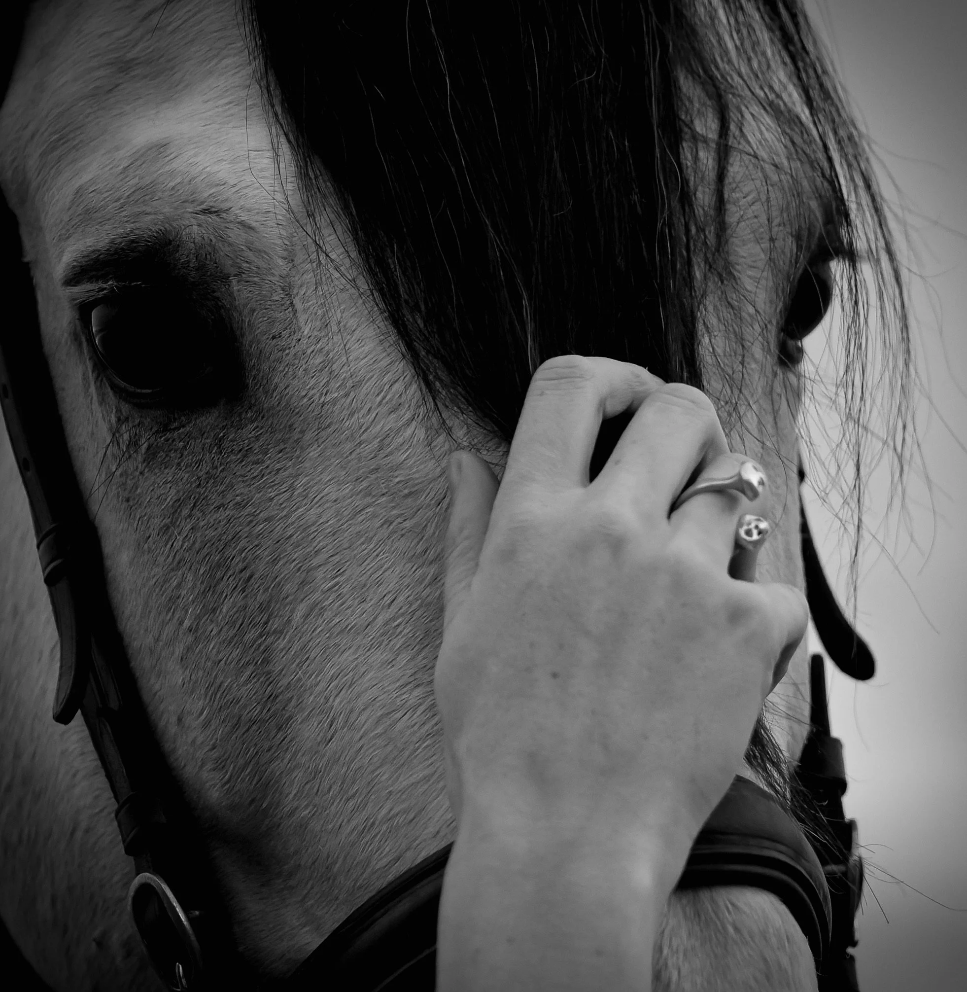 AMA_6354-DxO_DeepPRIME 3-3.JPG