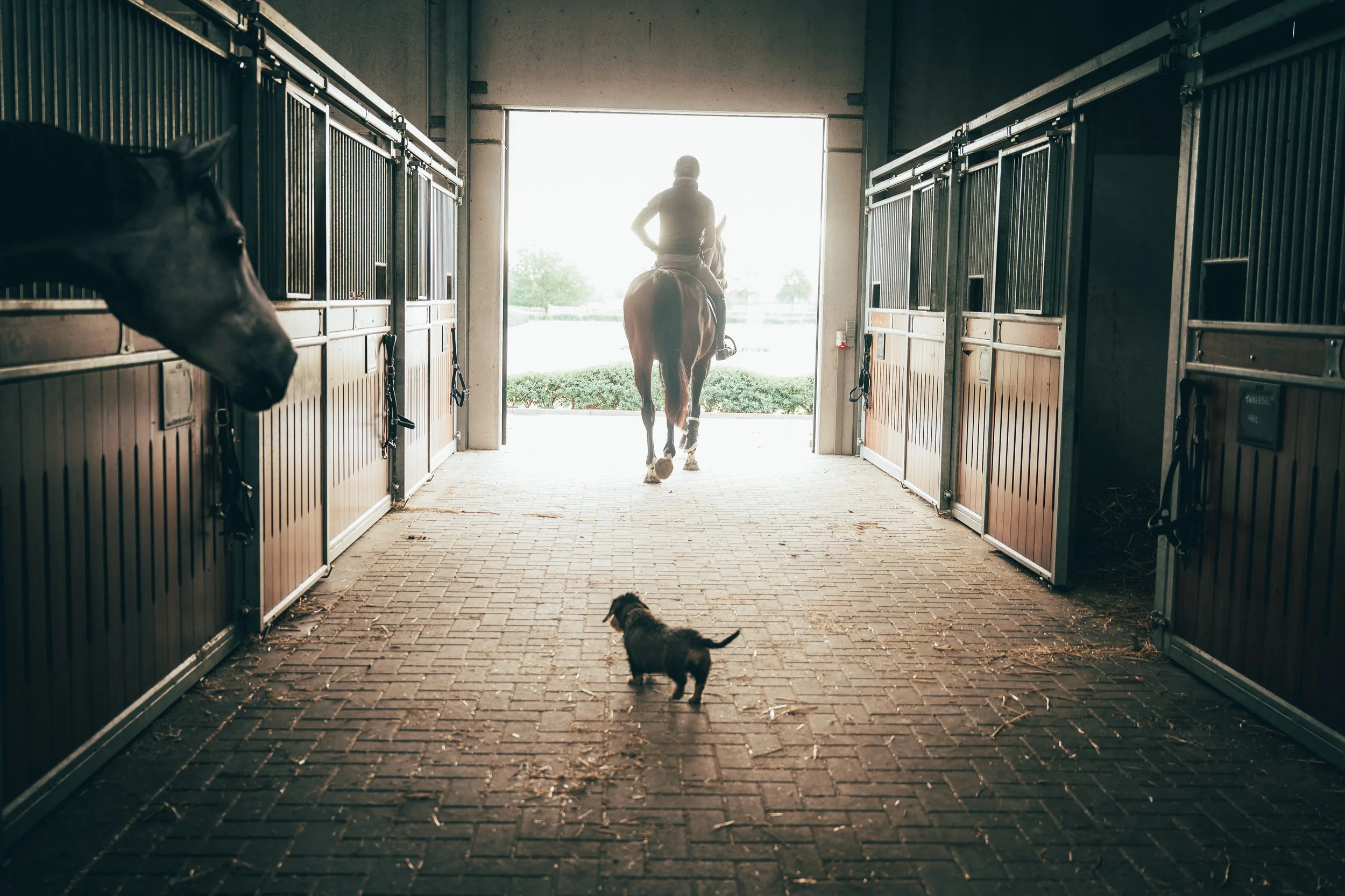 AMA_5704-DxO_DeepPRIME XD2s-3.jpg