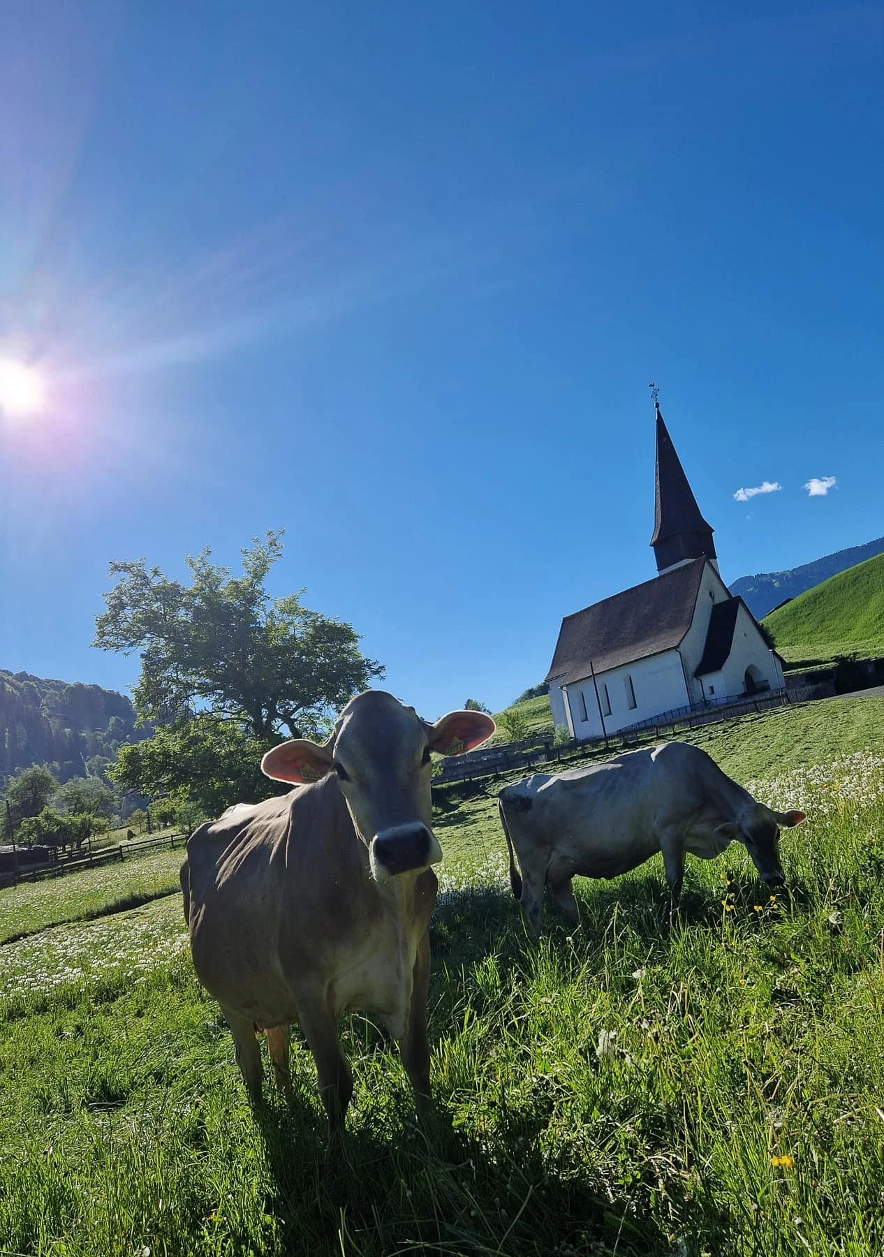 Jenazer Kuh auf der Büelwiese 2024