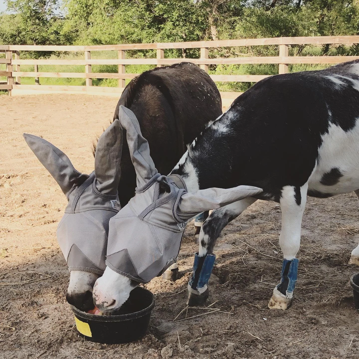Staying cool today with homemade popsicles 😋