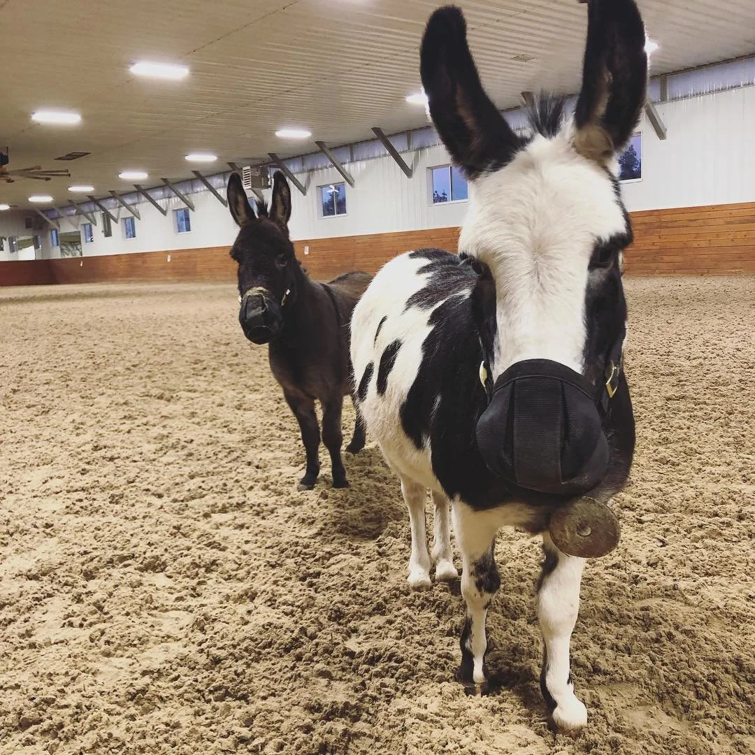 When your mini donkeys eat arena footing so they have to exercise in muzzles 🙄