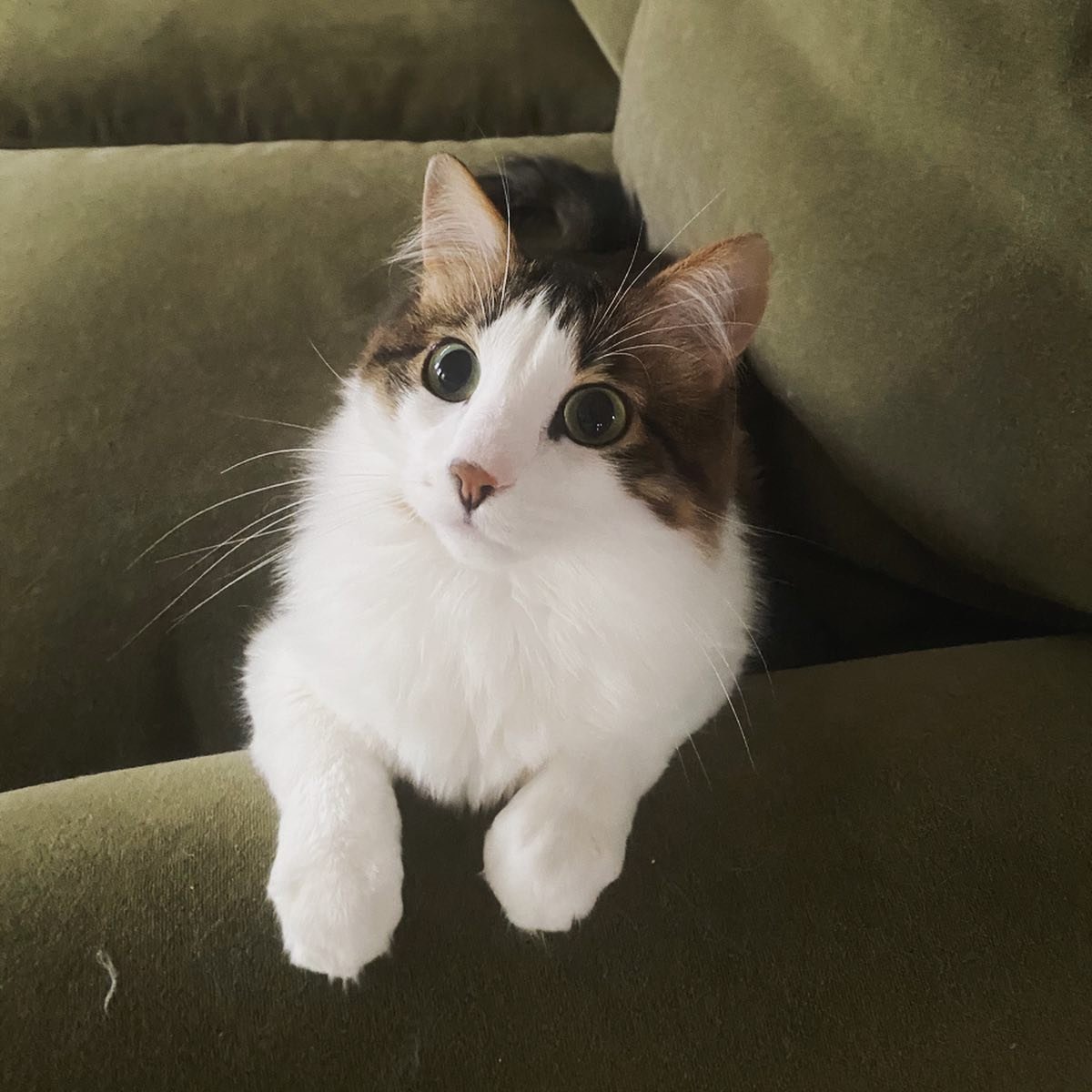 One of the adopted farm(house) cats. He ended up at a local rescue when he was found sitting on the hood of someone’s car and refused to get off. He had decided he was done with life on the streets 🤣🤣🤣