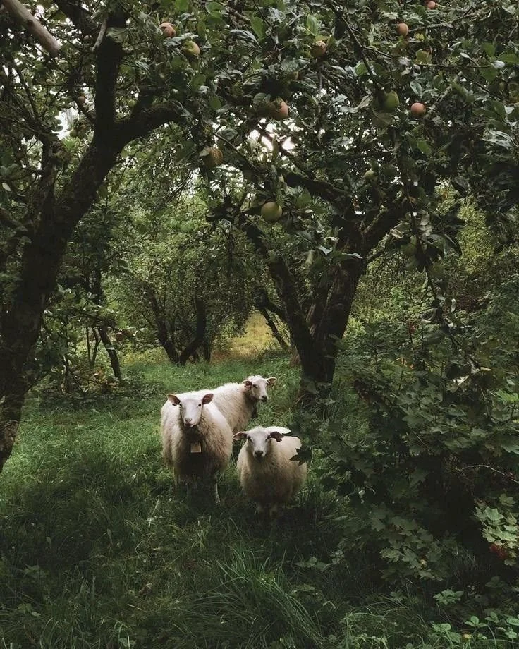 Rustic table setting at one of Laurie’s customers wedding.