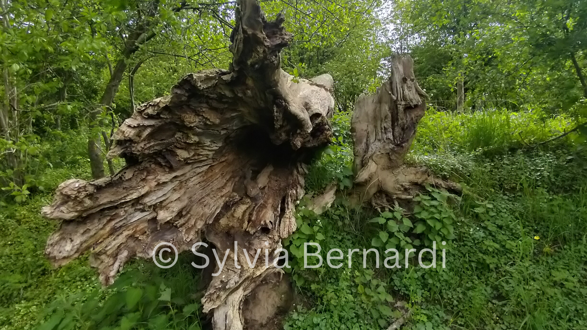 Ancient Roots  Dutch Woodland