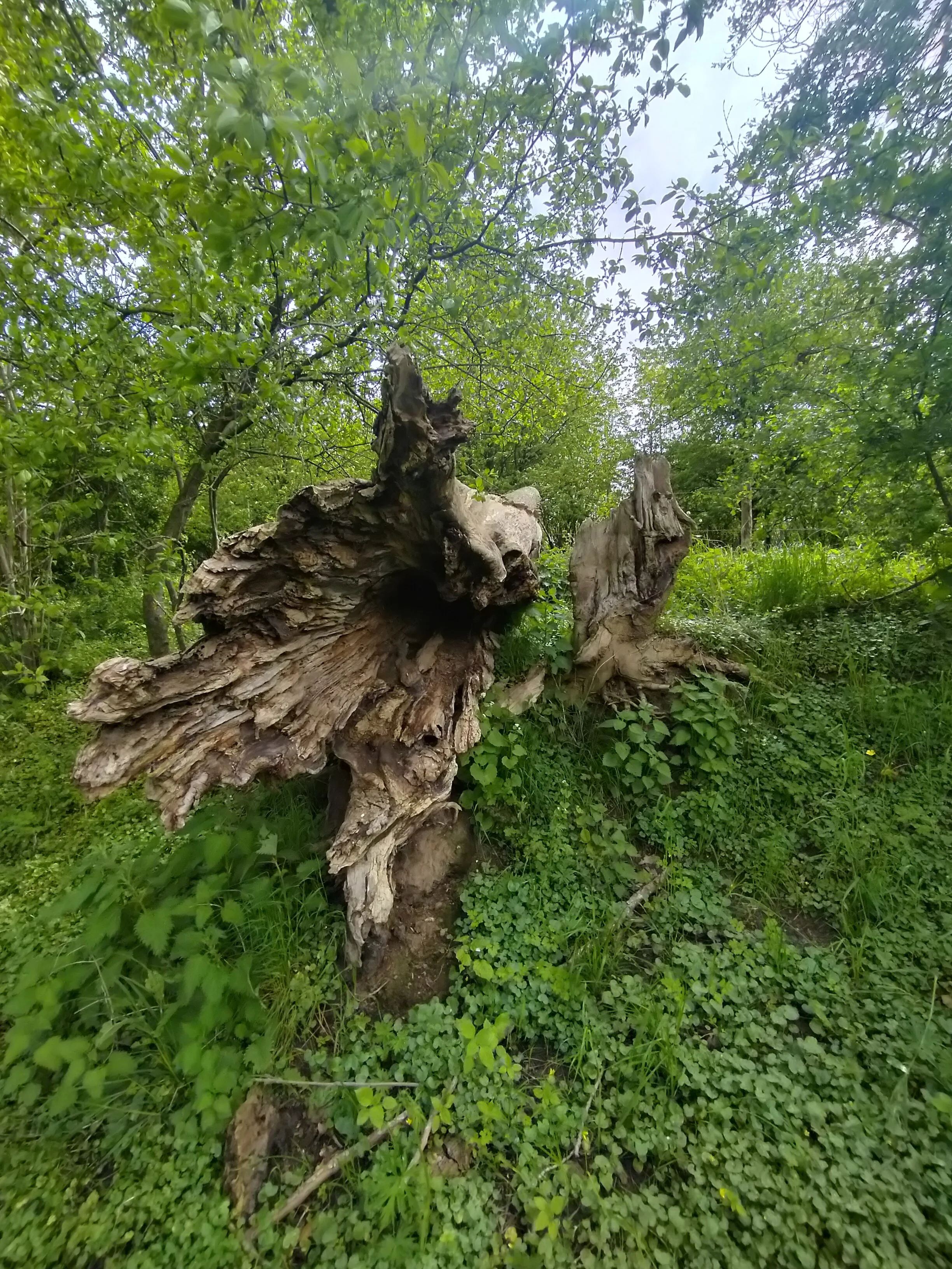 A fallen, broken tree trunk in a lush green forest with dense foliage and grass.