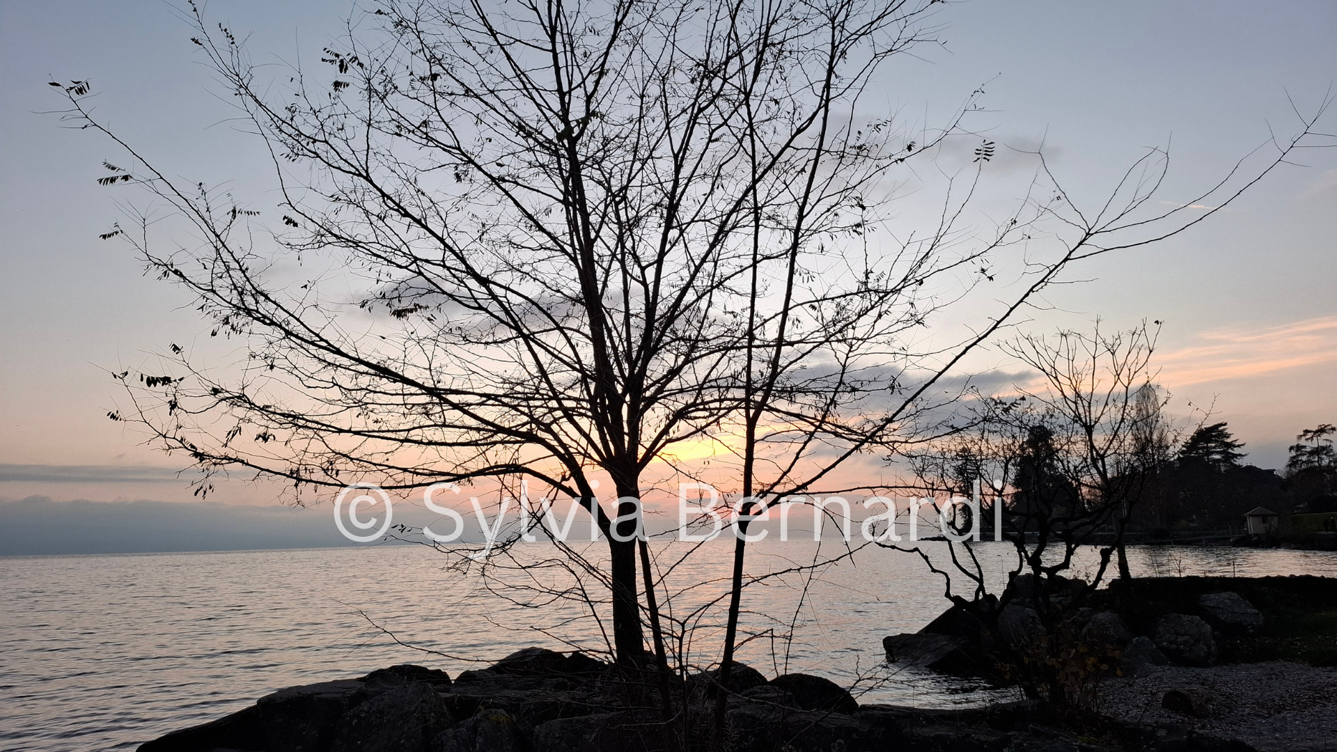 Winter Tree at Dusk Lakeside Sunset