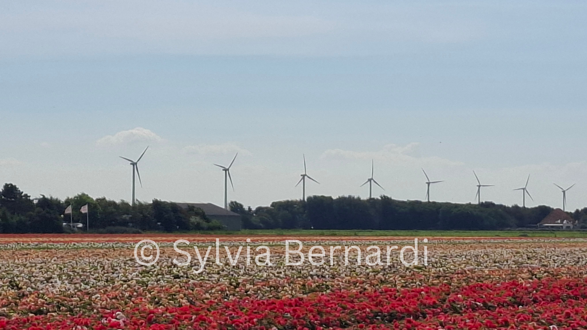 Fields of Red Dutch Tulip Season