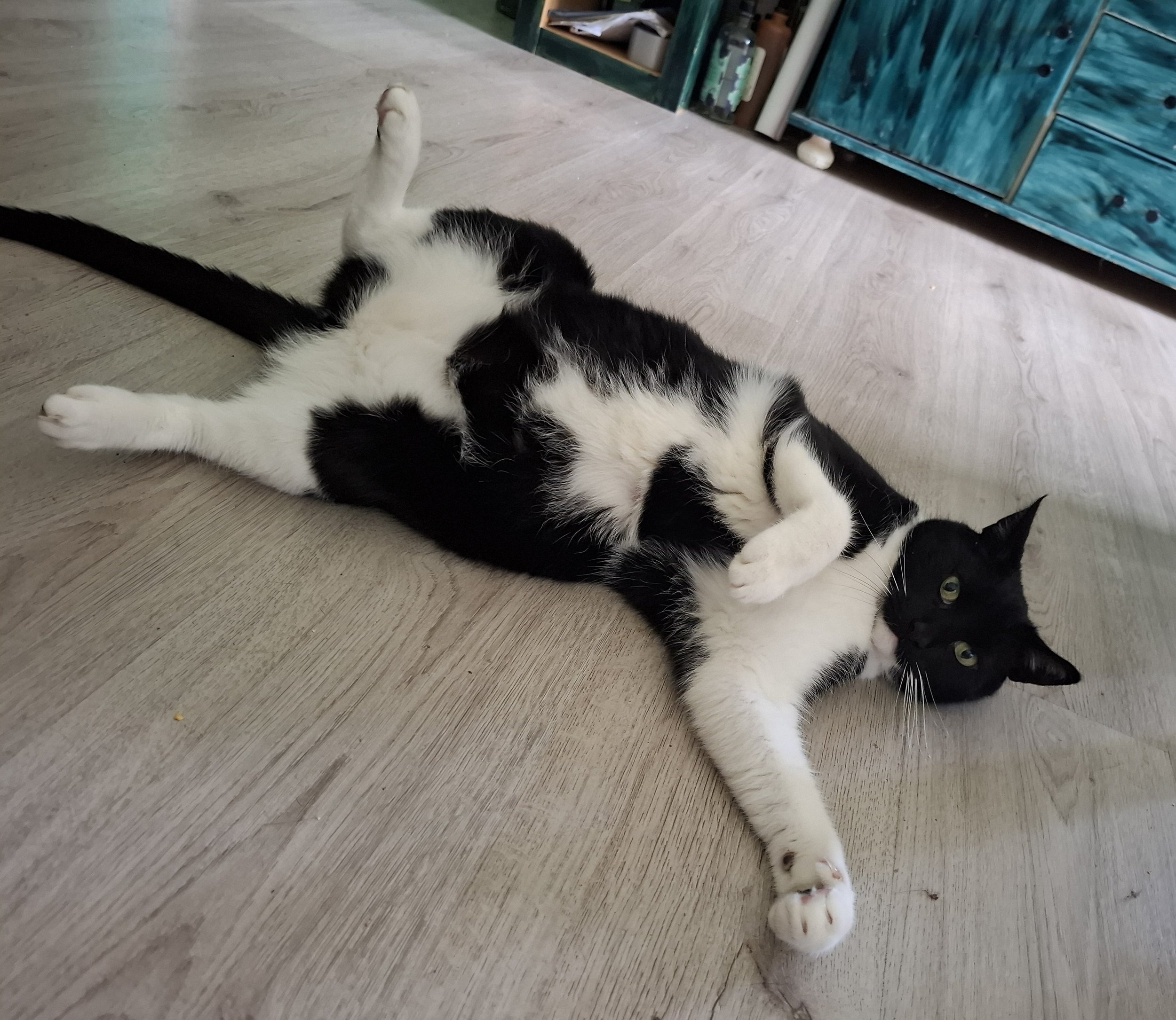A black and white cat lying on its back on a wooden floor with its legs extended. There is a teal-colored piece of furniture in the background.