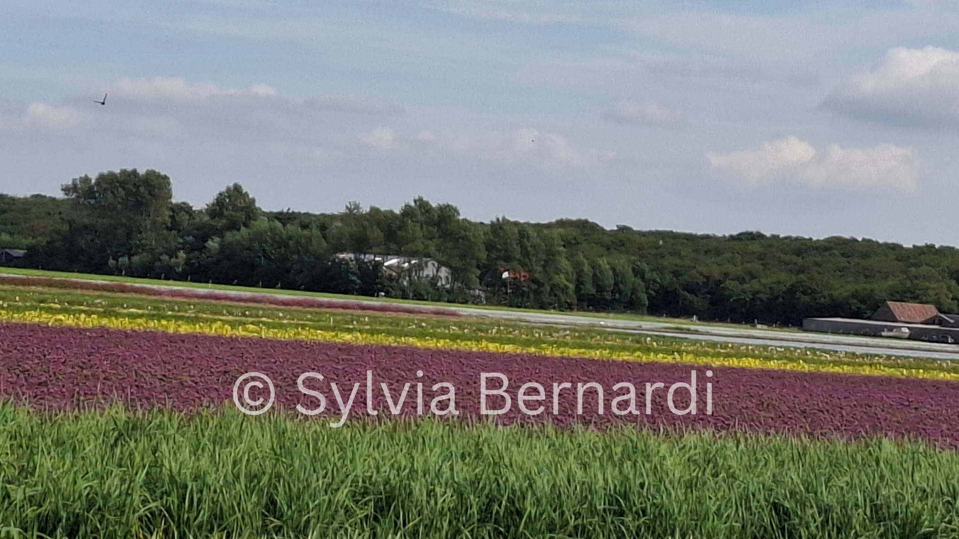 Colour Stripes Dutch Flower Fields
