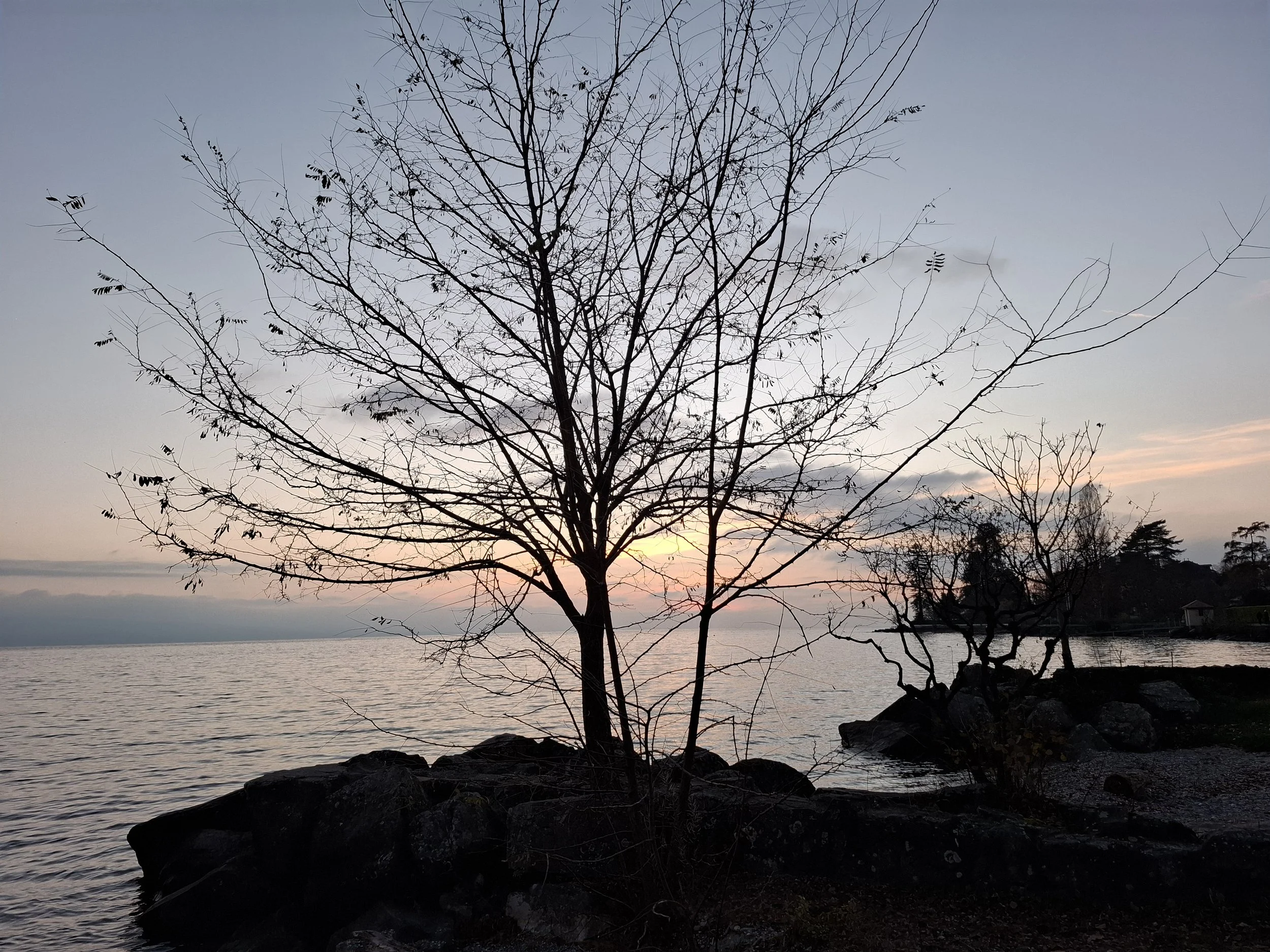 A large bare tree on a rocky shoreline near a body of water during sunset, with a sky transitioning from light to dark and some distant clouds.
